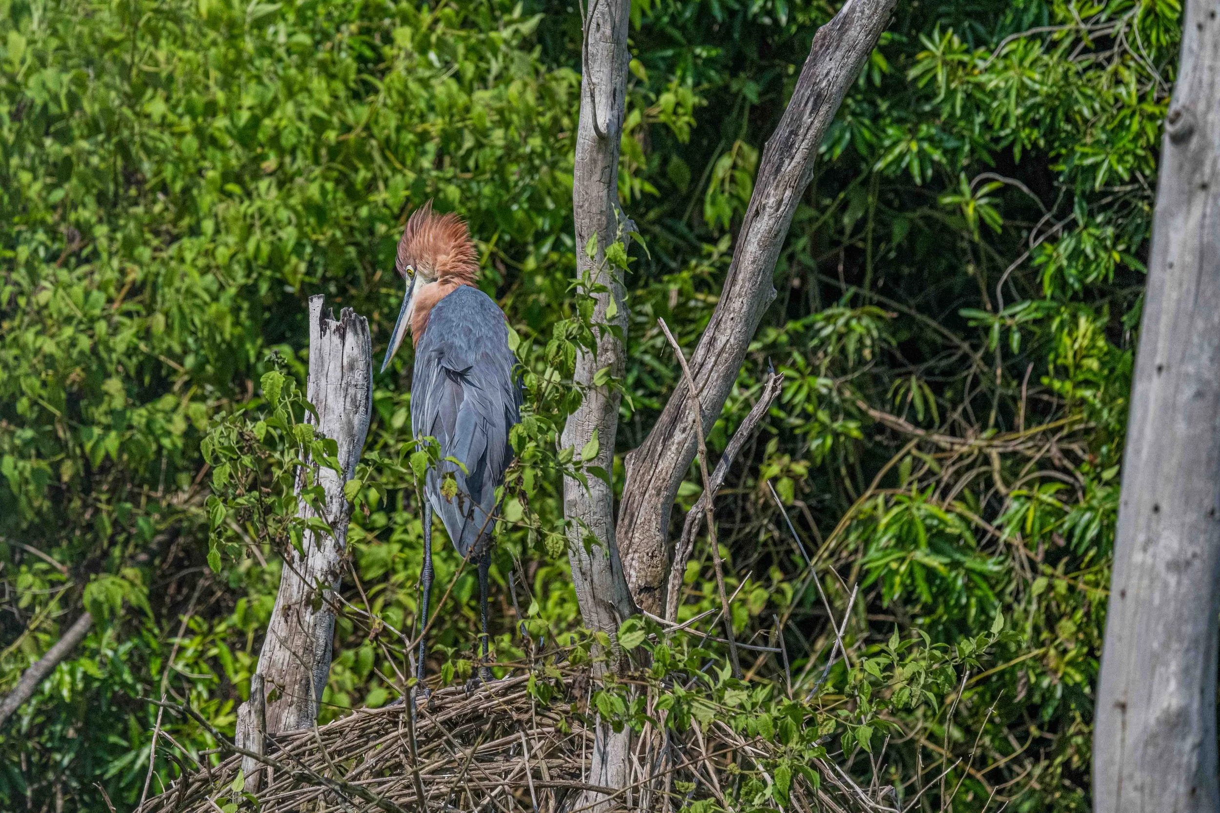 Goliath Heron - Murchinson Falls NP, Uganda