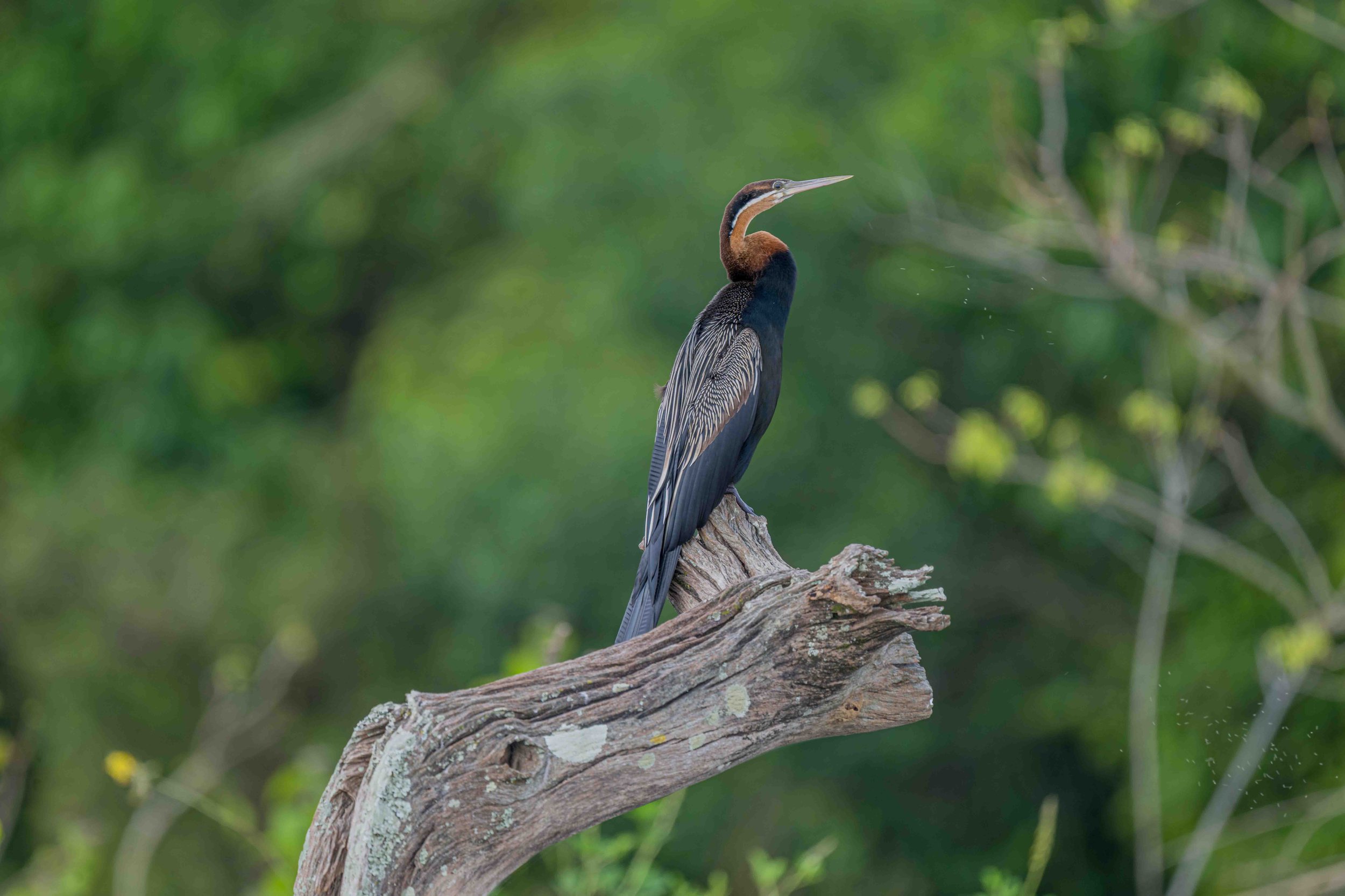 African Darter - Murchison Falls, Uganda
