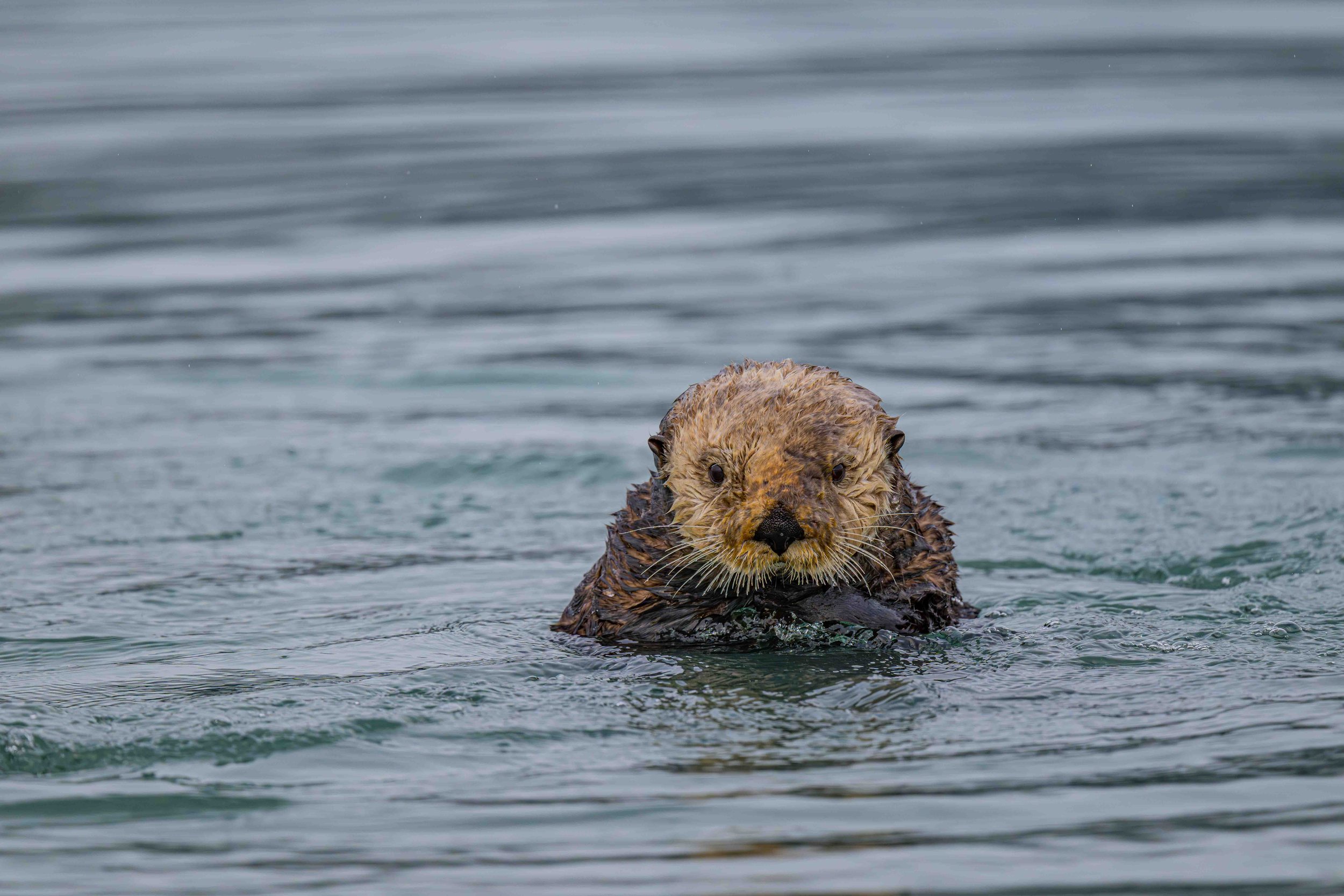 Otters-DSC_5245-Enhanced-NR.jpg