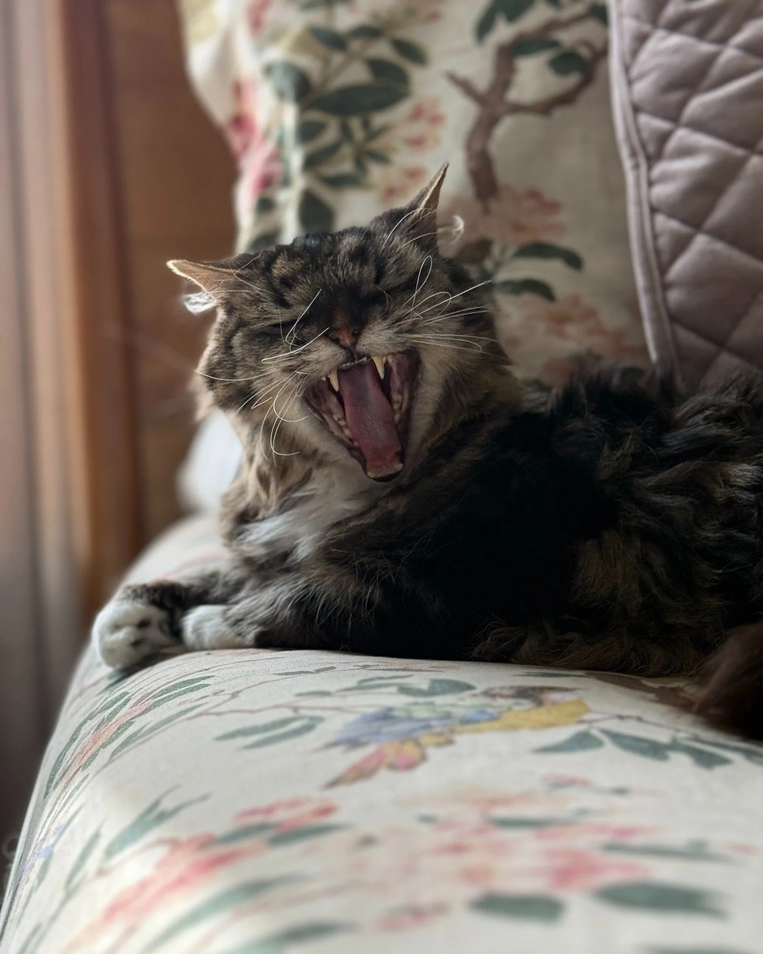 Cats + cozy homes = 🐾💛
They love sunny spots, soft blankets, and quiet nooks&hellip; and they inspire us to keep our spaces tidy and intentional. A cat-friendly home ends up calmer, happier, and full of love &mdash; for everyone who lives there.
#n