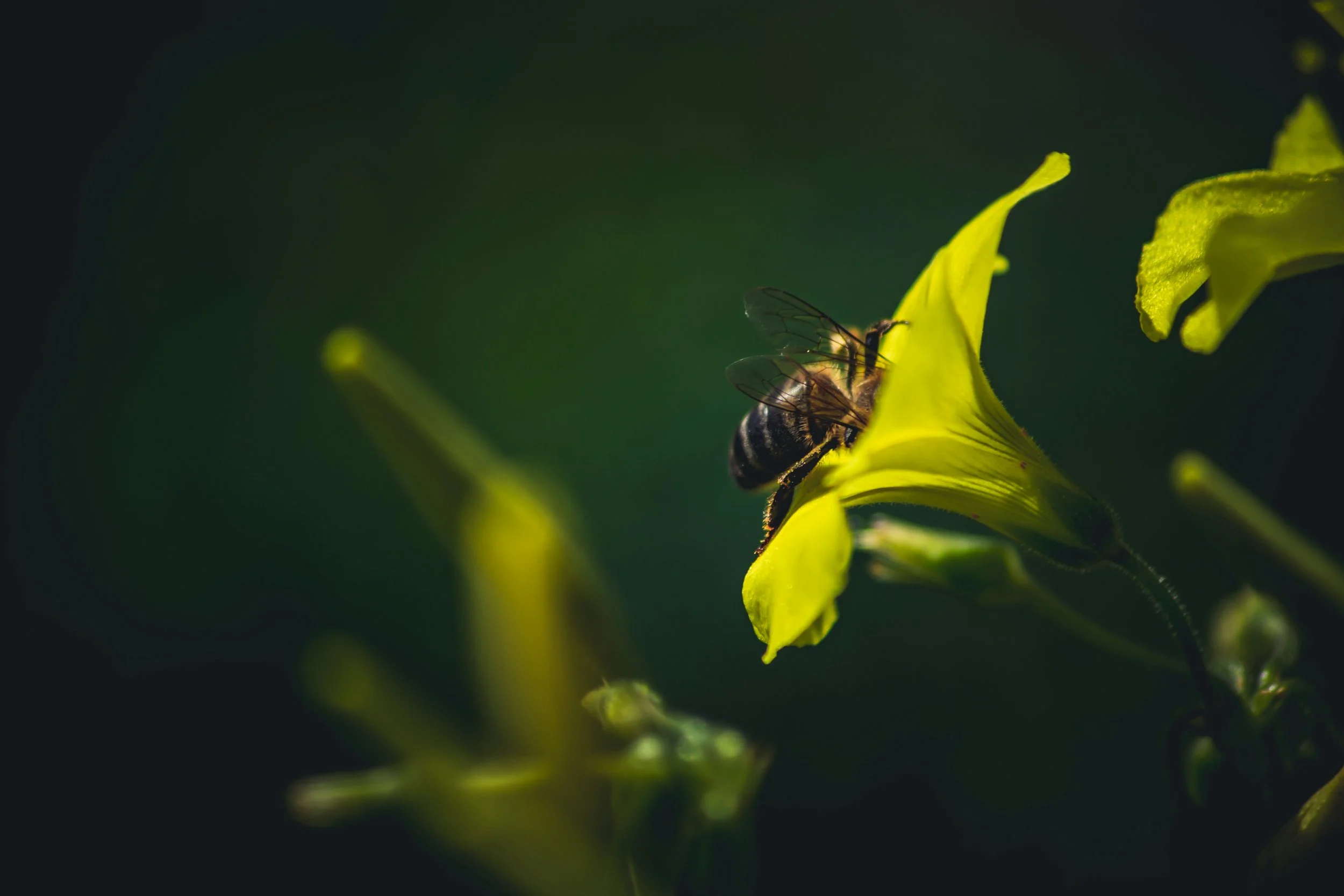A close-up of a honeybee on a bright yellow flower, with a dark green blurred background.