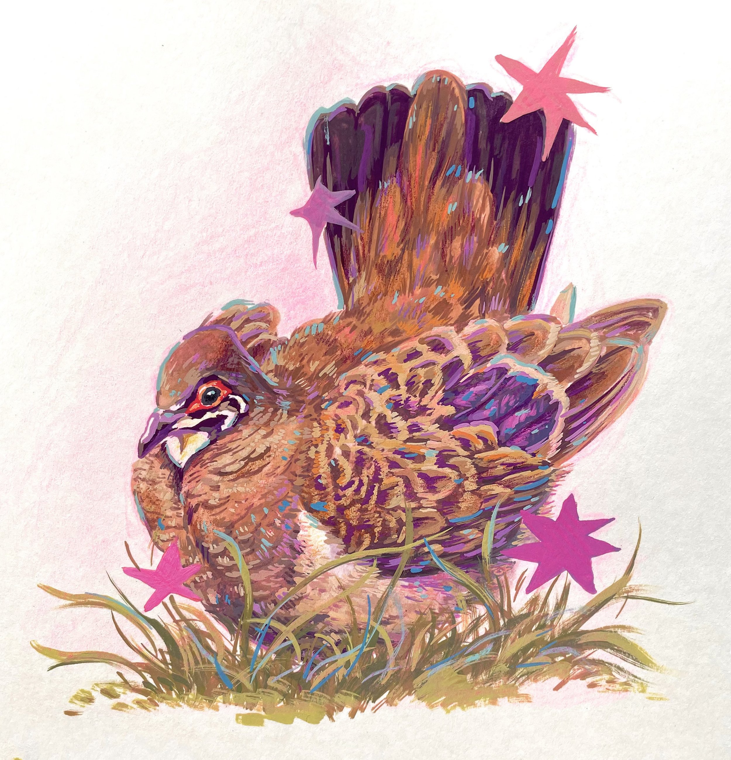 Squatter Pidgeon, Gouache Sketchbook 2024