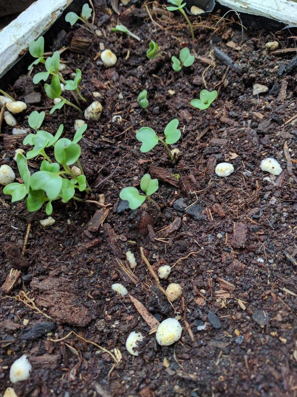 Make Your Own Plant Based Potting Soil Landscape Architect, Designer