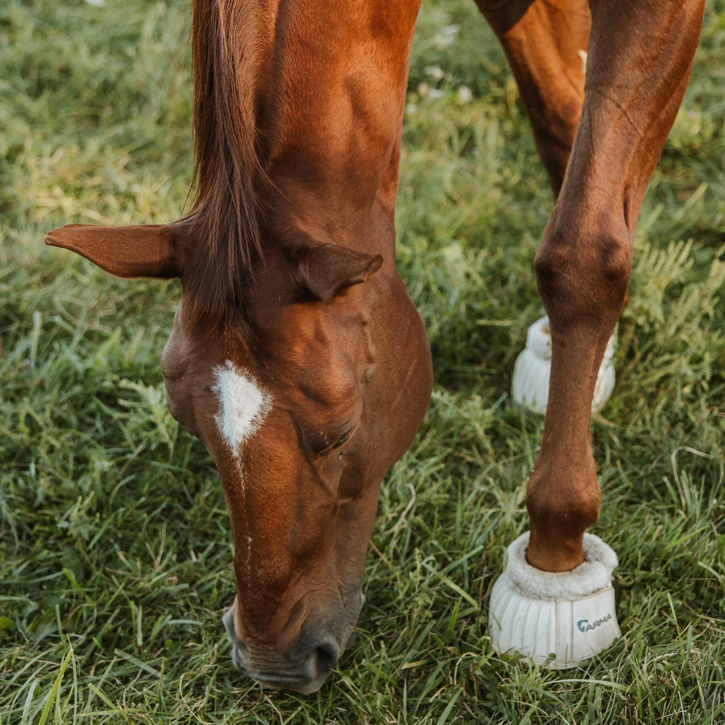 Horse Eating.jpg
