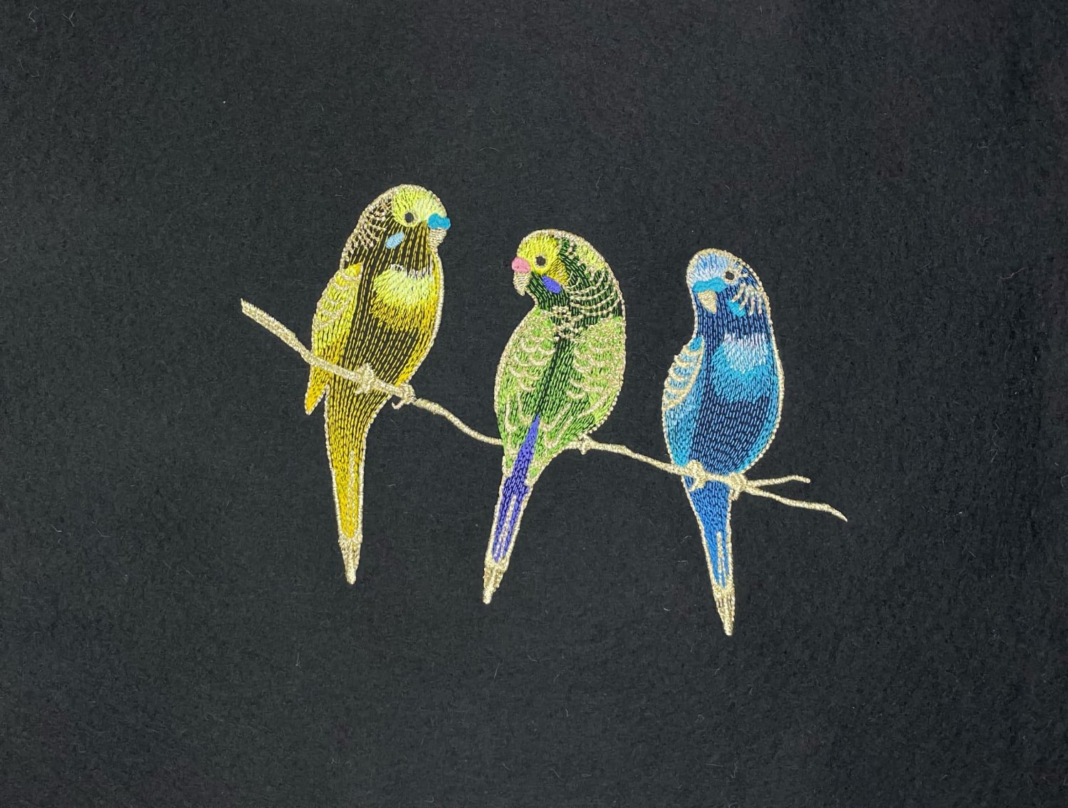 Three pretty budgerigars .jpg