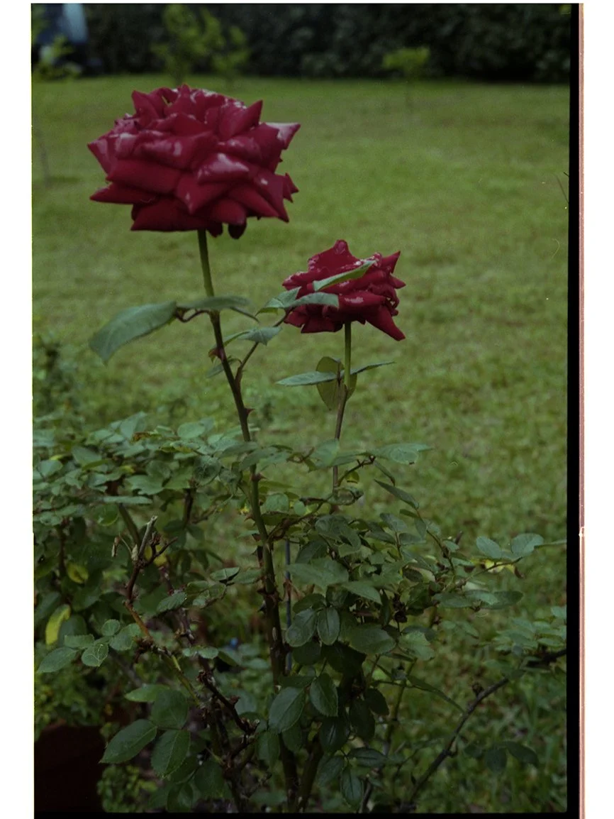 ROSE_26.jpg