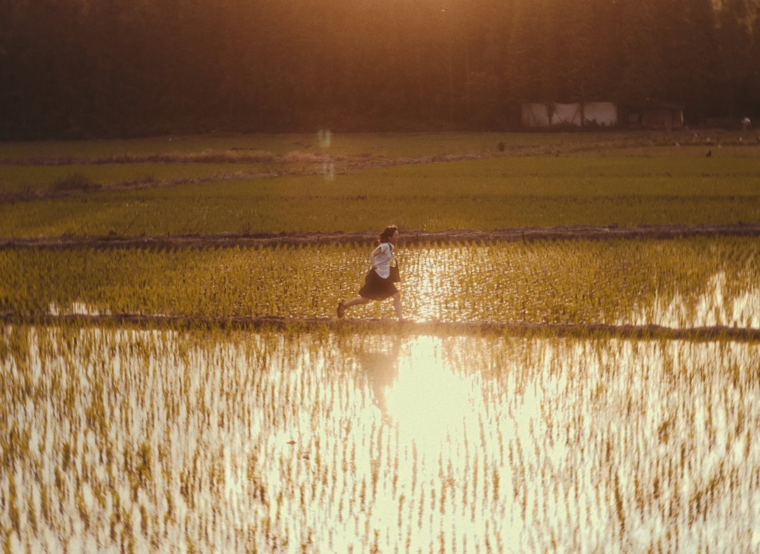 田埂·海燕