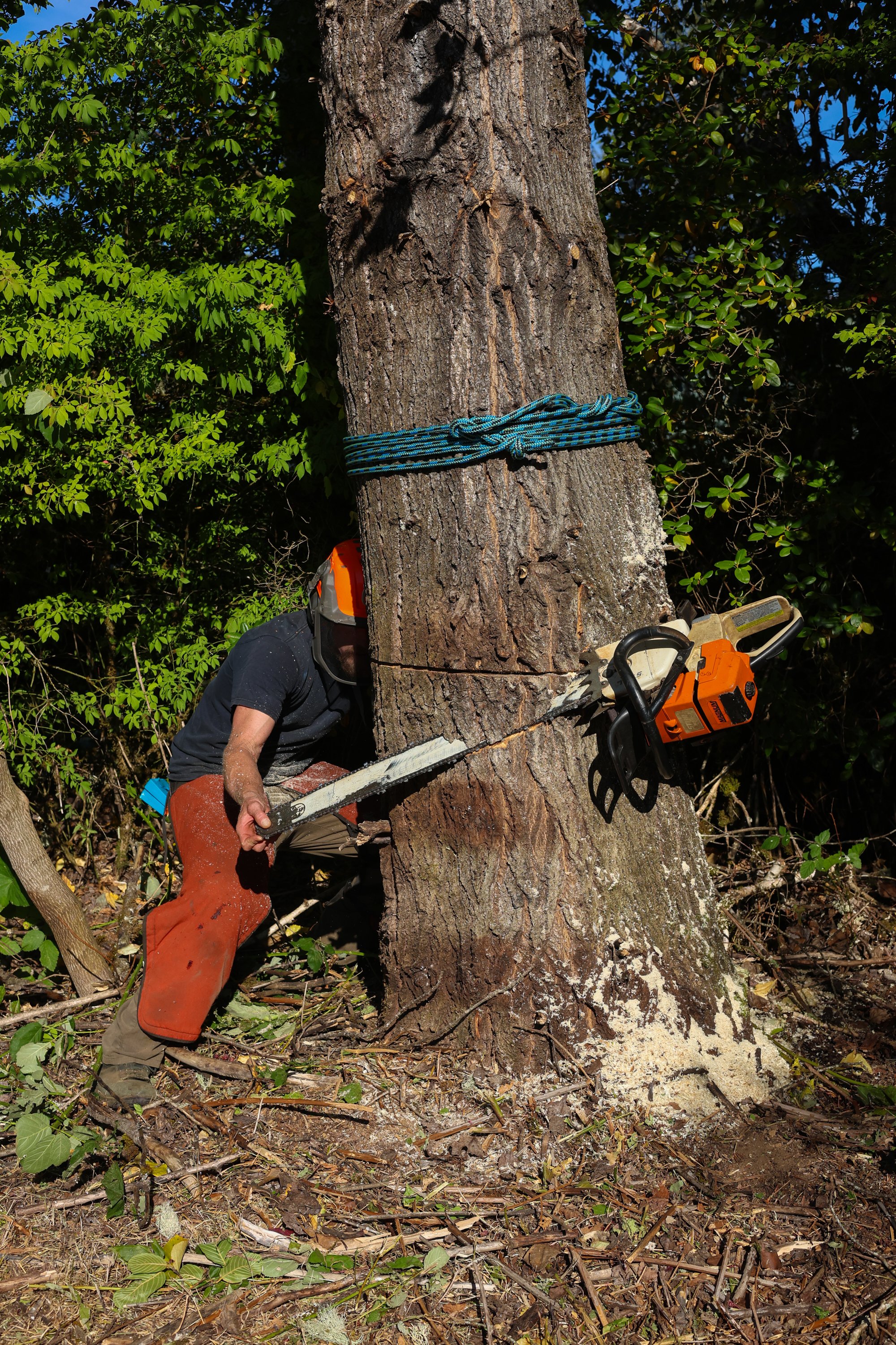 Bentley Dempster hazard tree removal lewis county