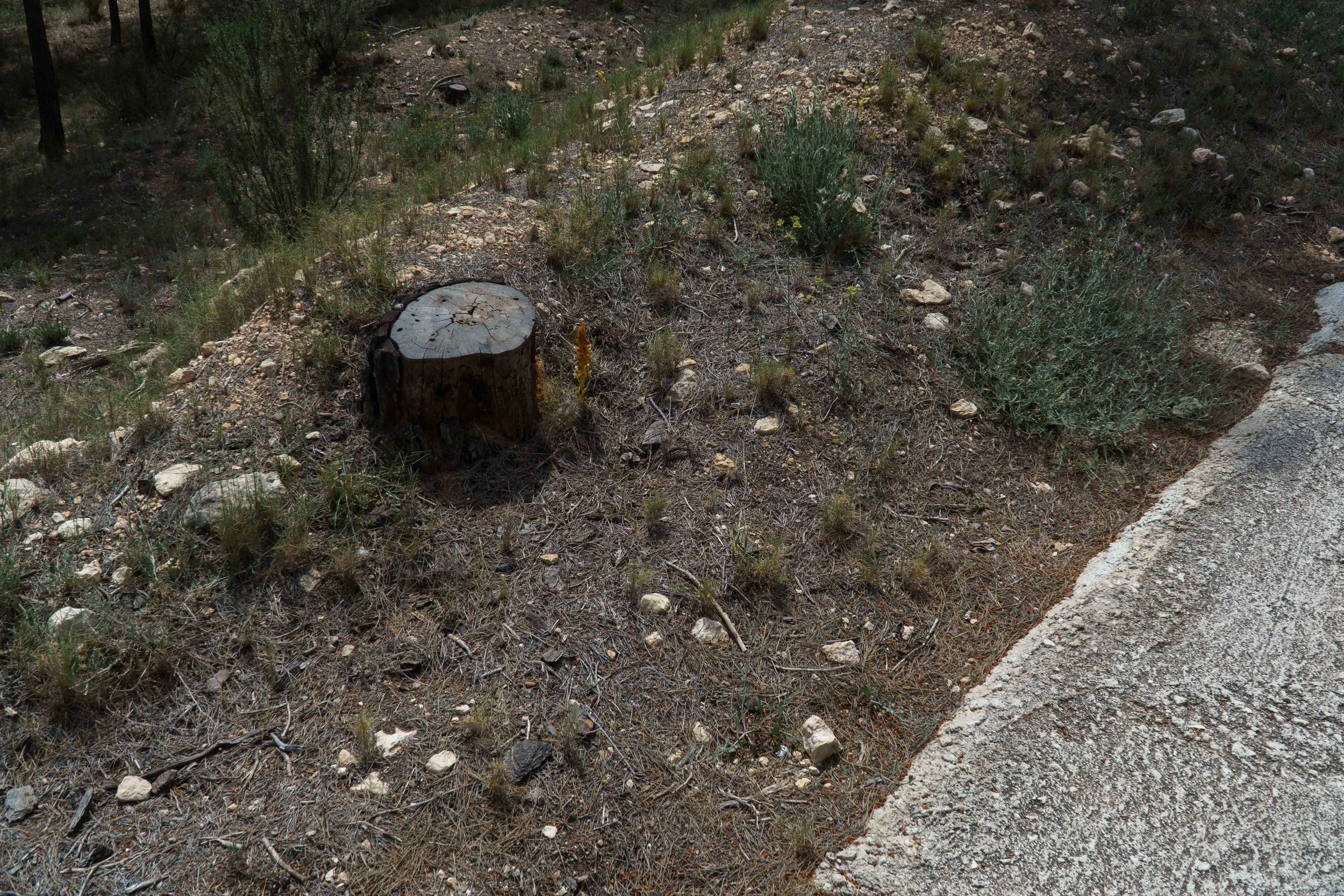 Primera Línea-3.jpg