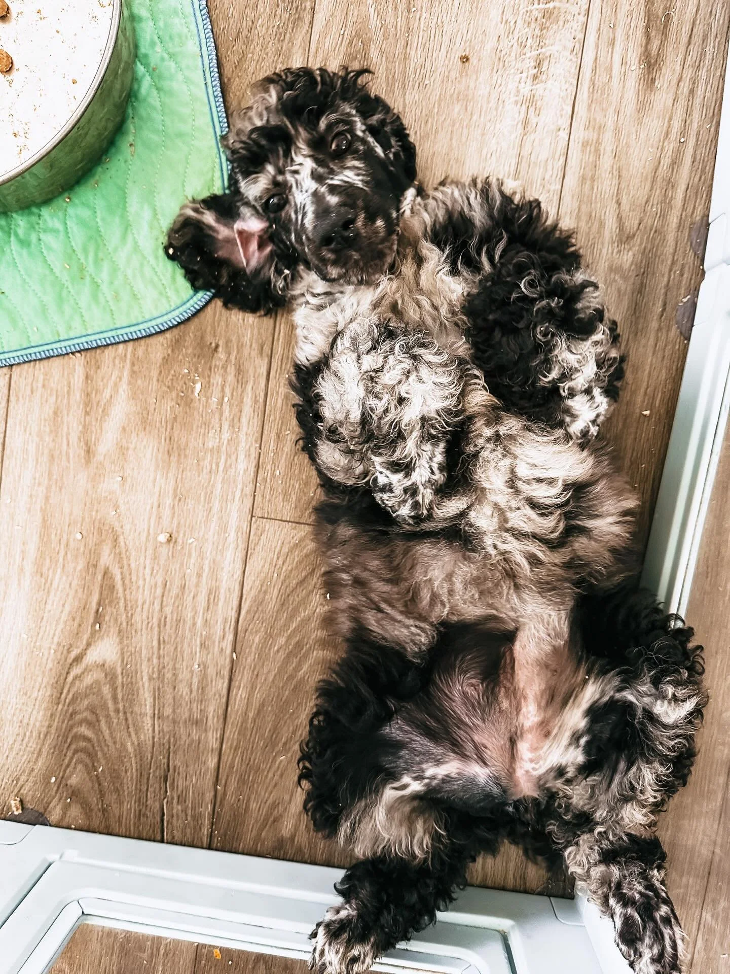 We have some exciting new things happening over here! Meet Nebula! We&rsquo;re obsessed with her. 🤩#merlesheepadoodles #merlestandardpoodles