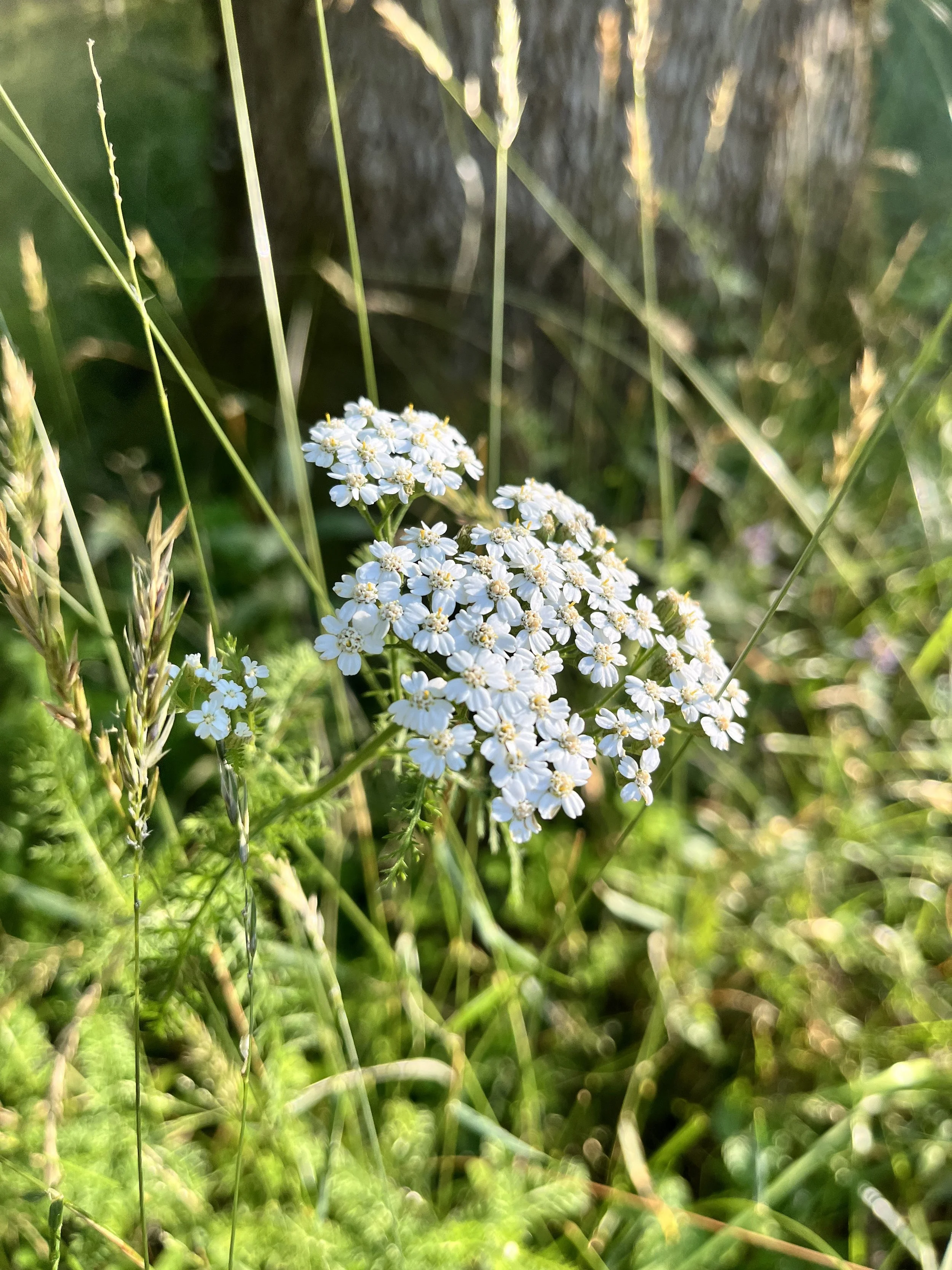 IMG_9501.jpeg
