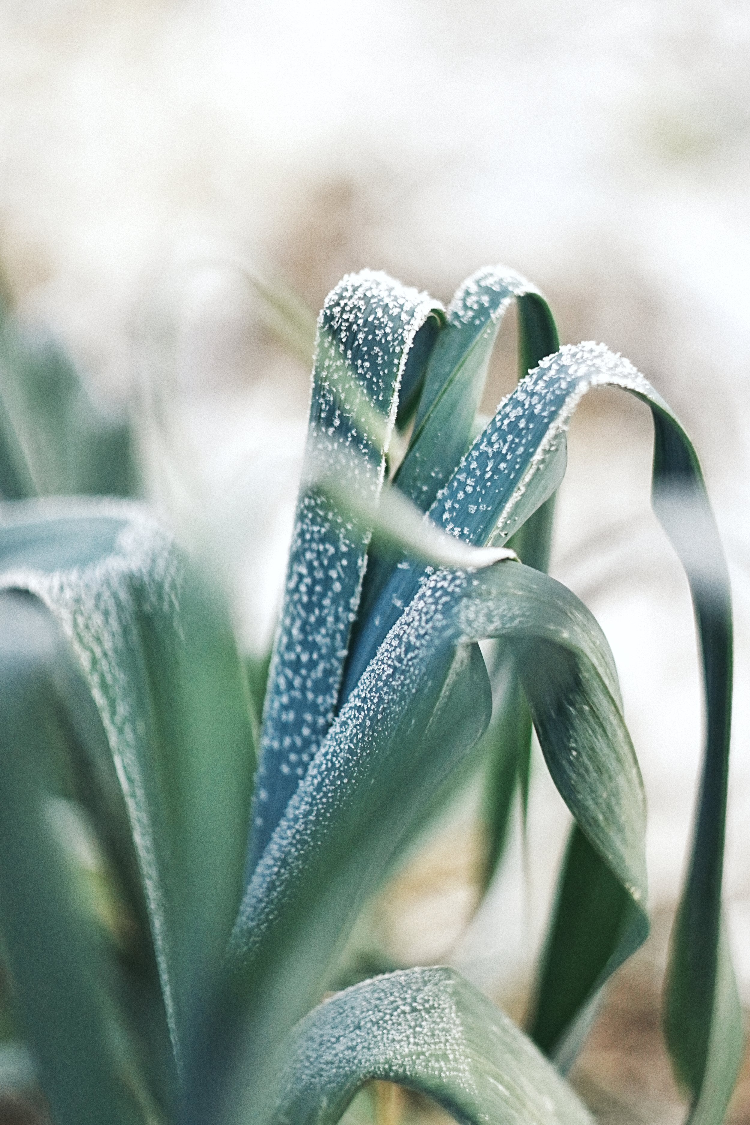 Jardin d'hiver