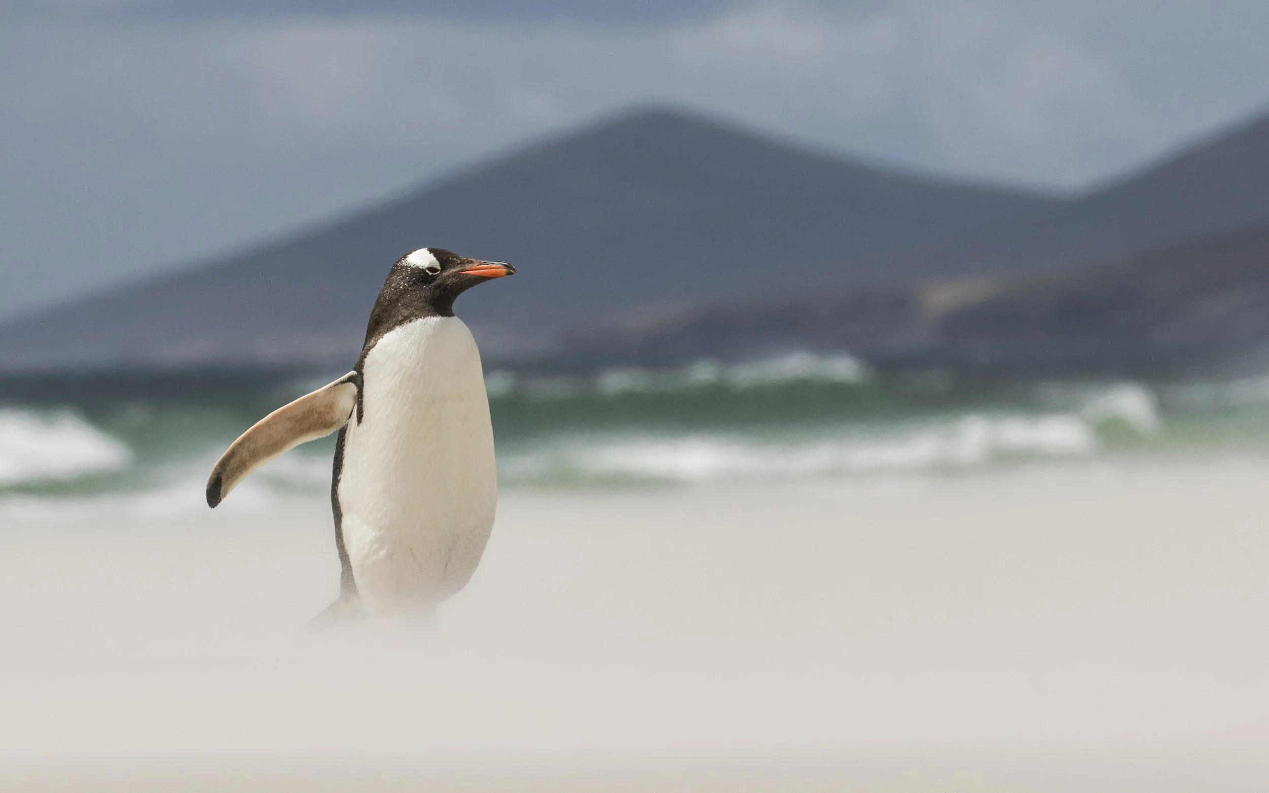 Saunders (Neck) - Gentoo Penguin 3.JPG