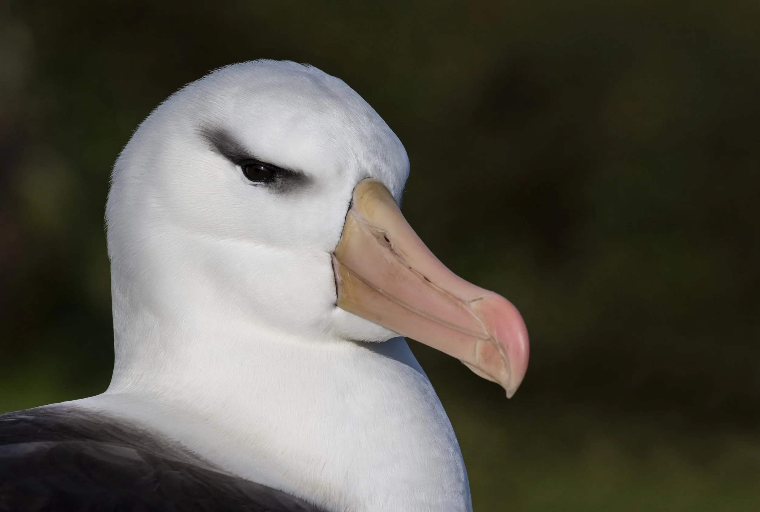 Saunders (Neck) - Black-browed Albatross.JPG