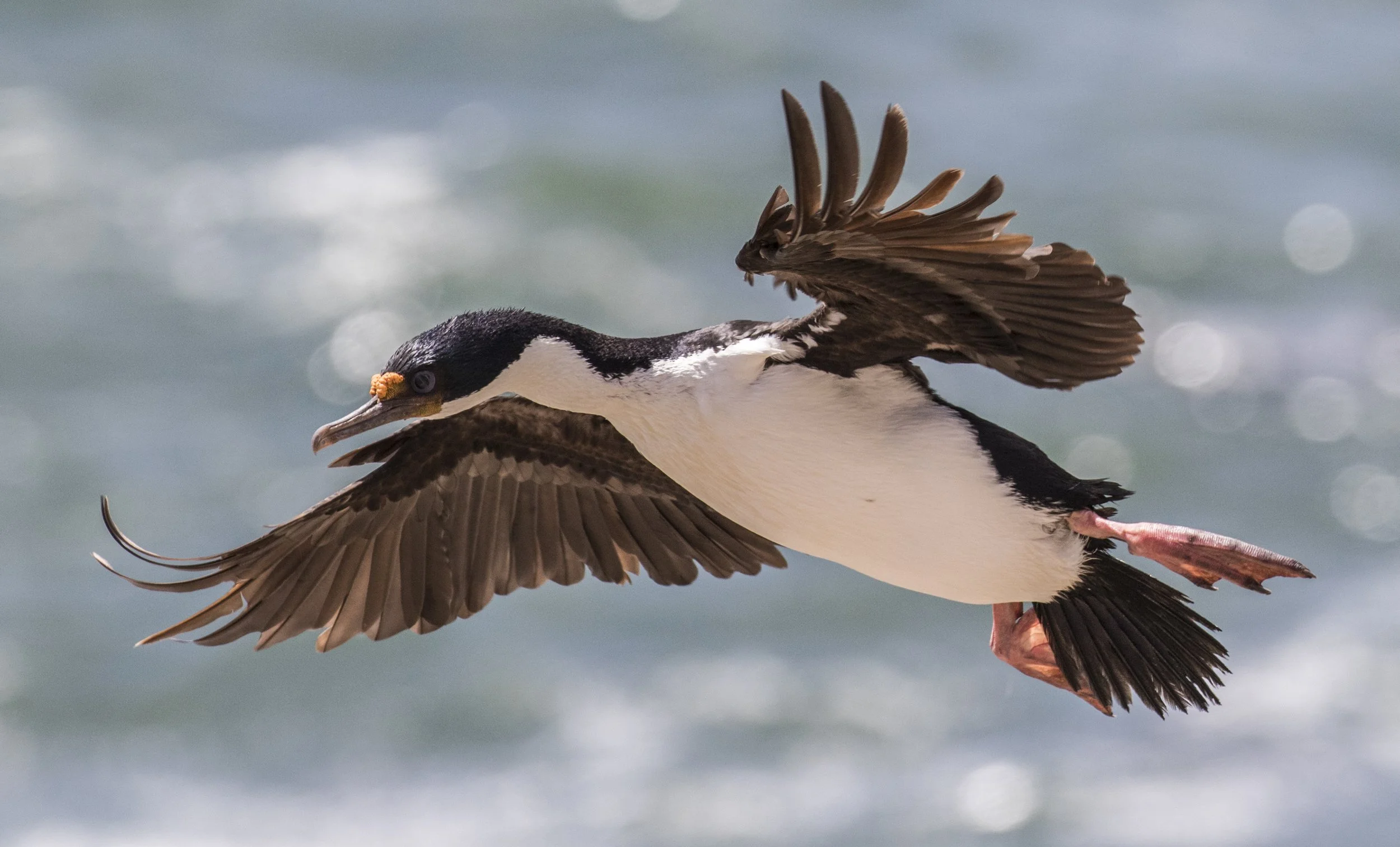 Saunders (Neck) - Imperial Cormorant 4.JPG