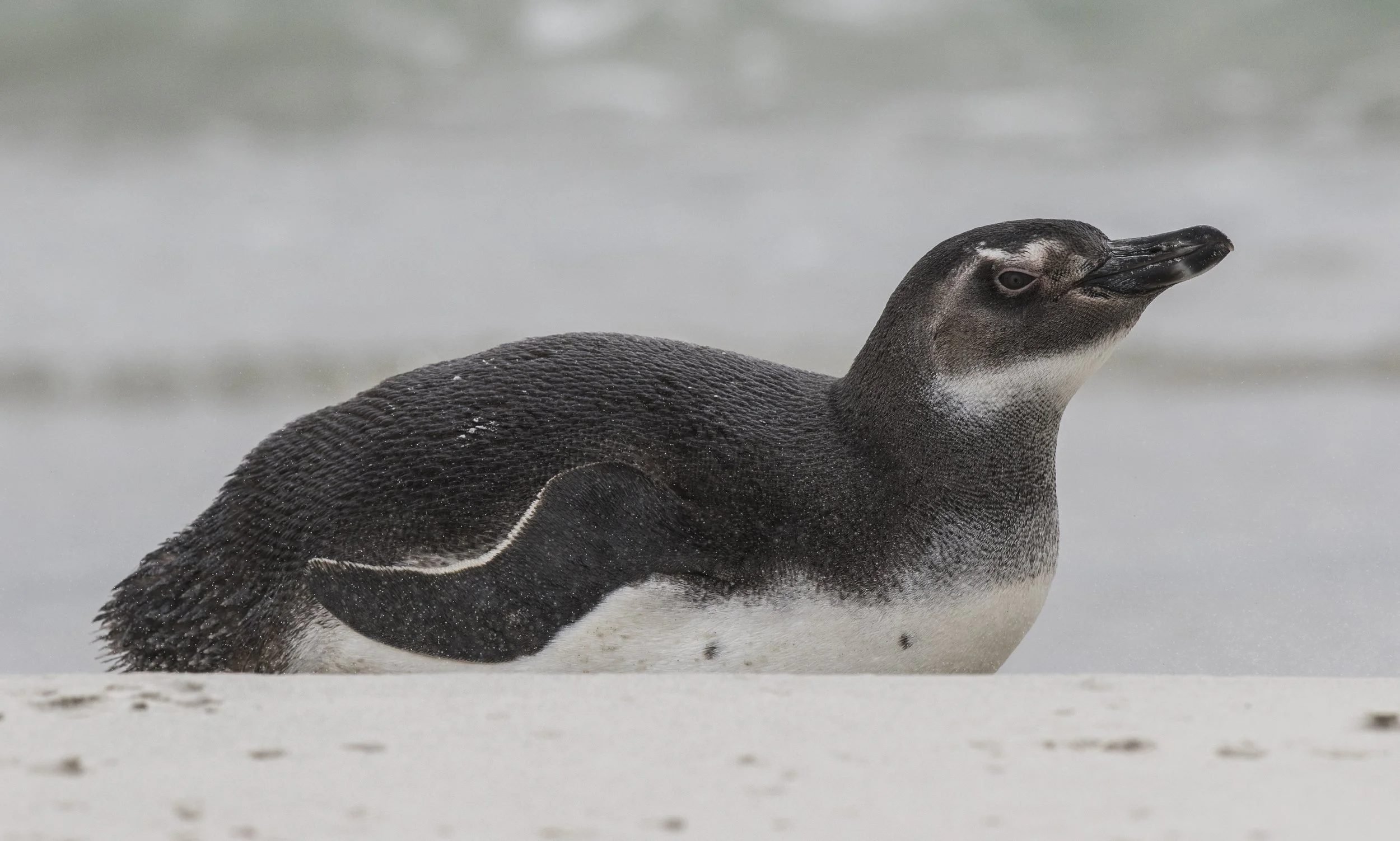 Saunders (Neck) - Magellanic Penguin 2.JPG