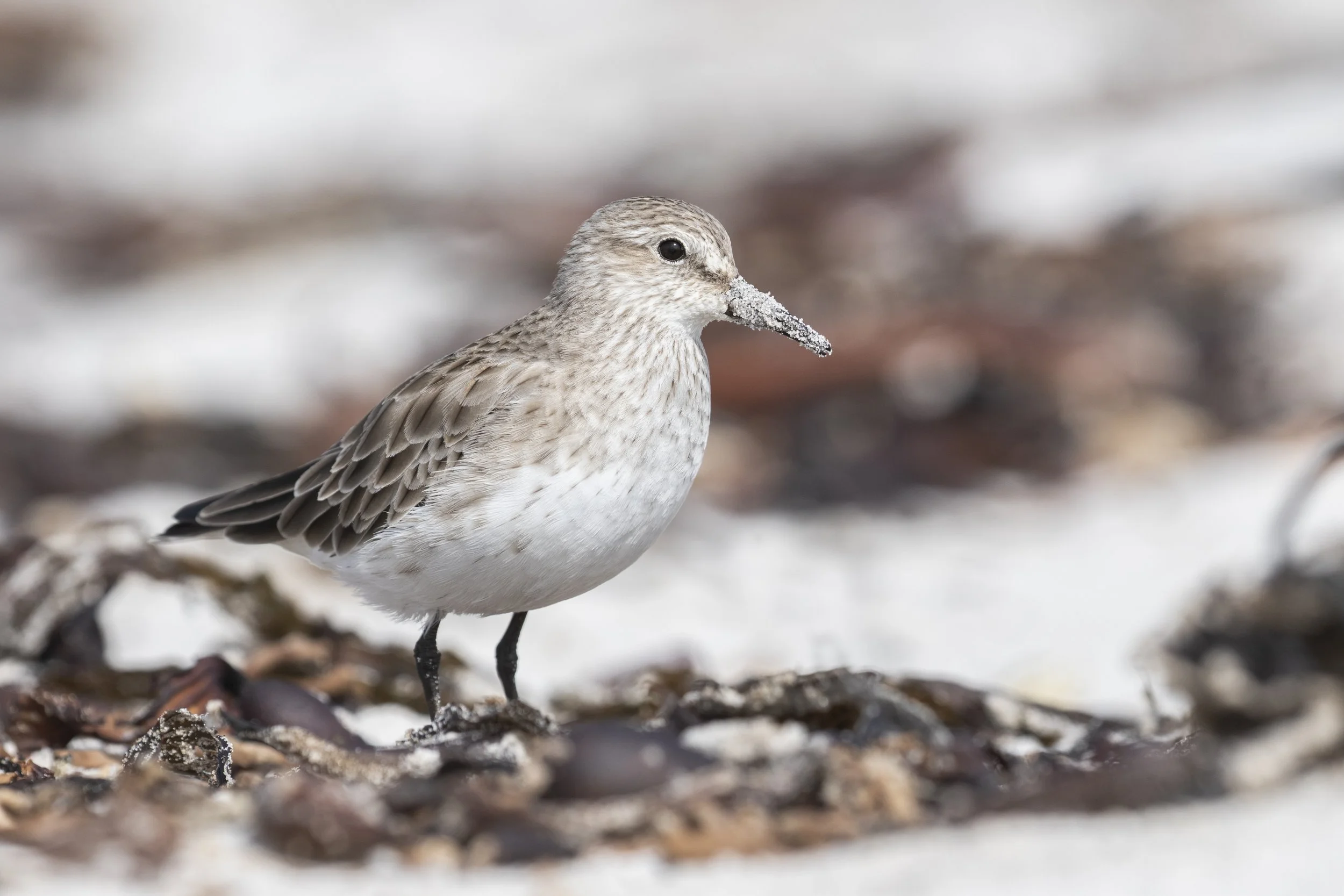 Sea Lion - white-rumped sandpiper.JPG