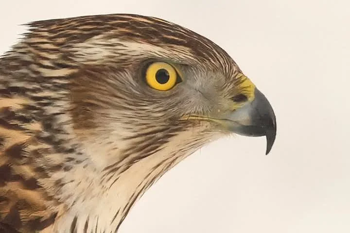 Estonia Wildlife - November 2025 - Spaces Available