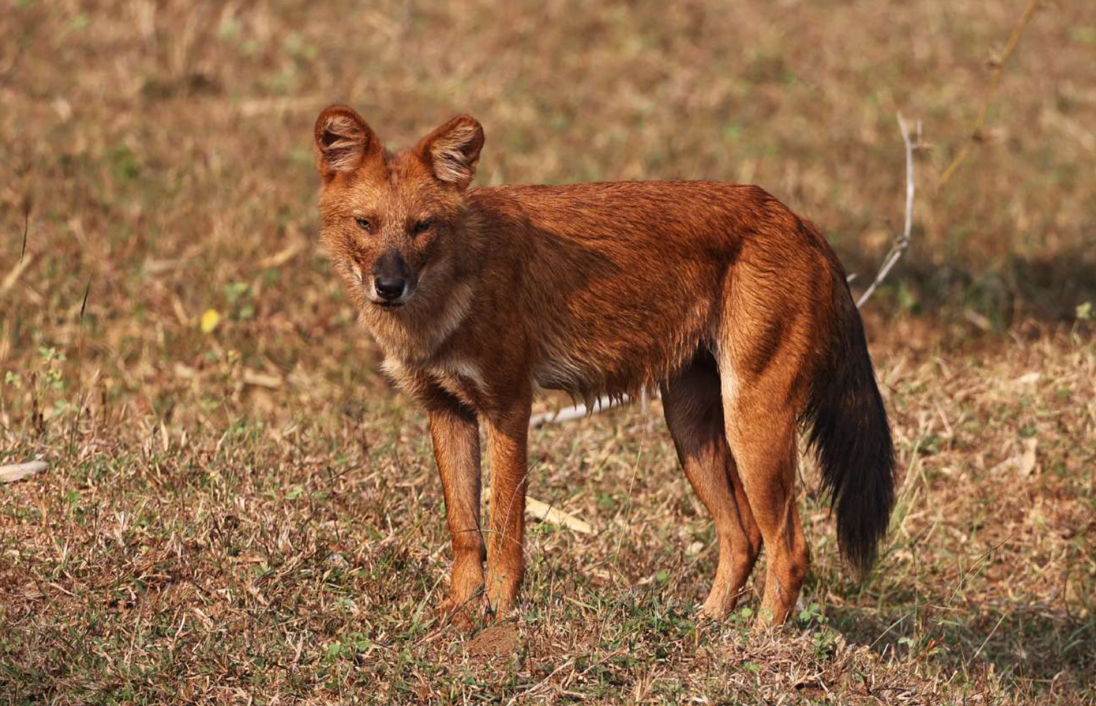 Pench Wild Dog.png