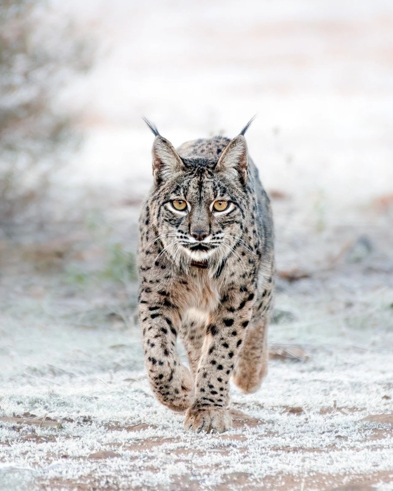 Winter Lynx - December 2026 - Fully Booked