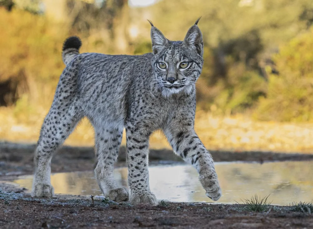 Iberian Lynx - July 26 - Fully Booked