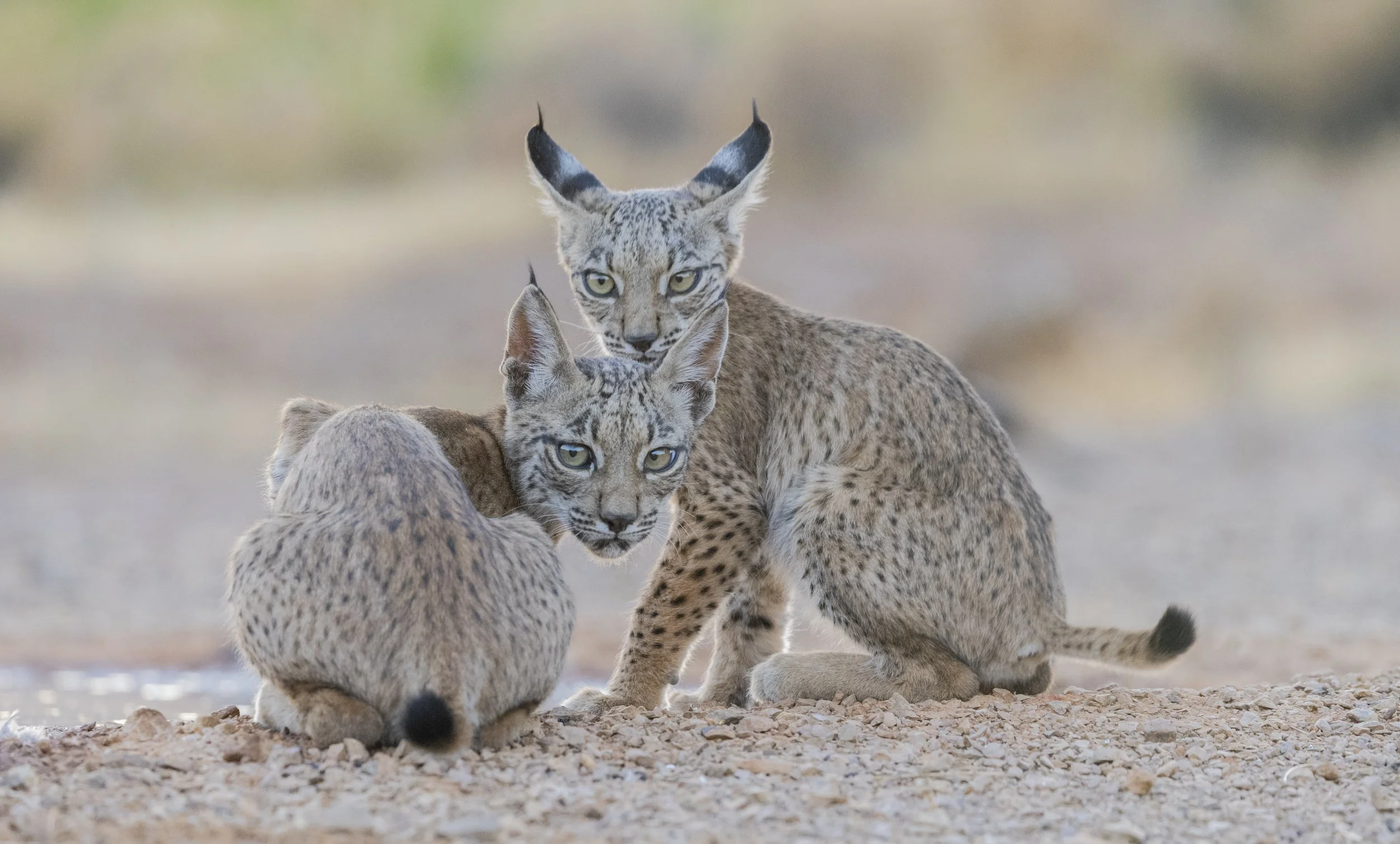 Iberian Lynx - June 26 - 2 Spaces Remaining