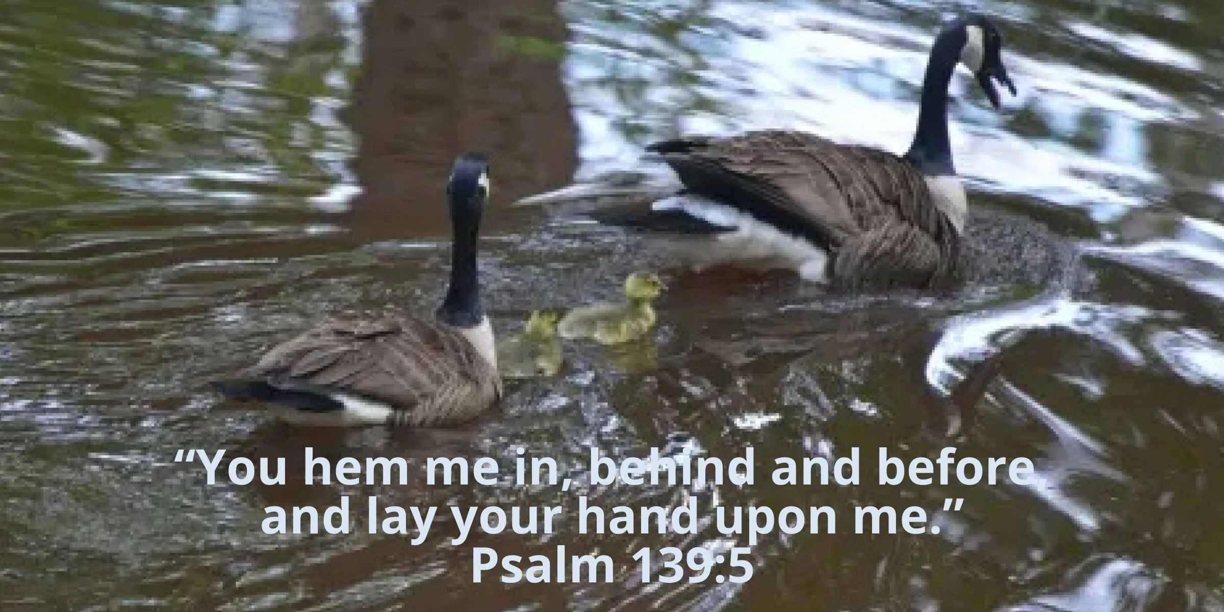 Our Front and Rear&nbsp;Guard