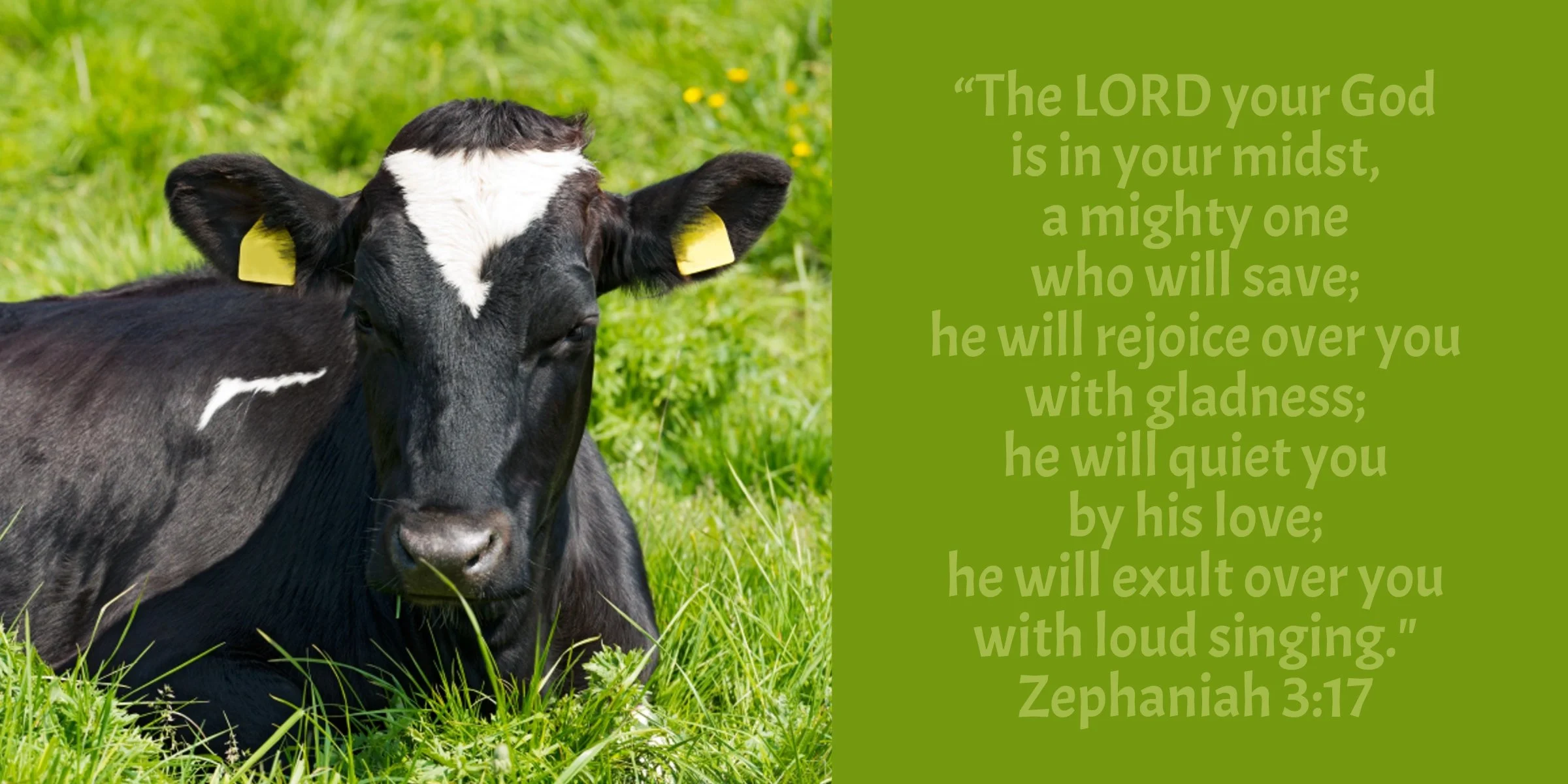 Maximum Production: Lessons from Israeli Milk&nbsp;Cows