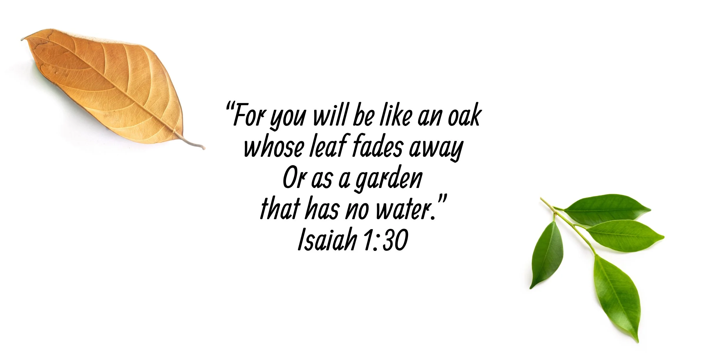 Choose To Be Well-Watered!