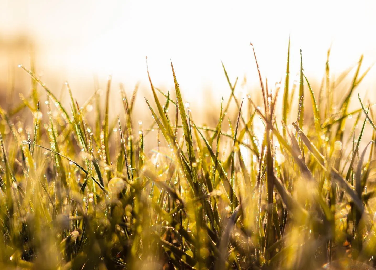 🌼🍀Spring is slowly starting, in the morning the frost ❄️ becomes the water drops. 💧

The typical Dutch landscape 🇳🇱, I don&rsquo;t often photograph it because it&rsquo;s so close by. 

Sometimes you forget the beauty of it! 💛

#holland #windmil