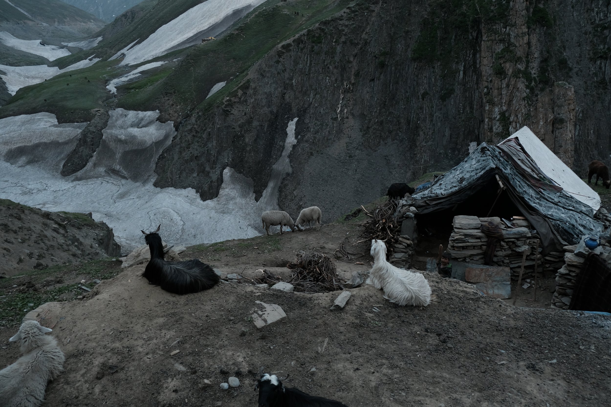 Nomadic settlement on the Zojila pass on the Ladakh highway