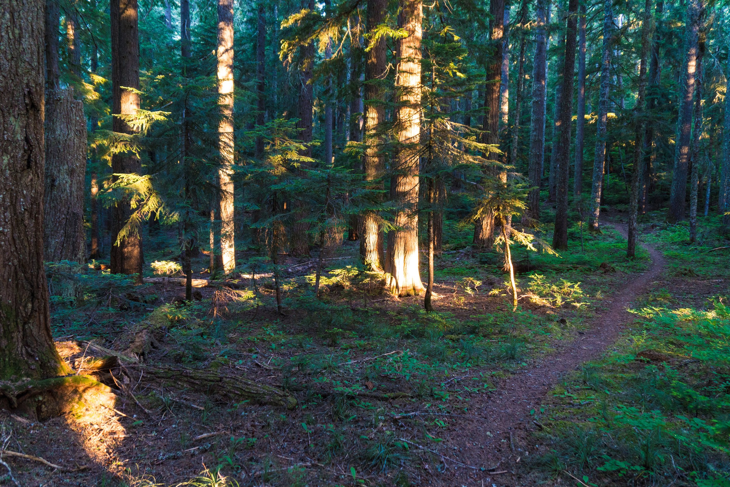 Sunlight filtering through tall pine trees in a dense forest, illuminating the trunks and forest floor.