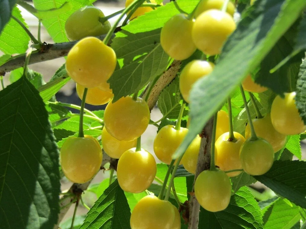cherries.jpg