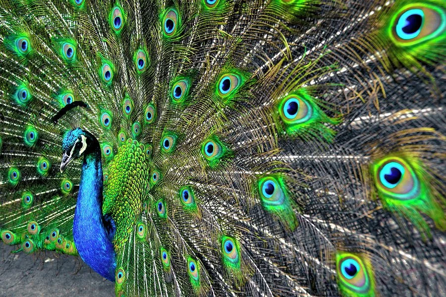 1-proud-peacock-sean-davey.jpg