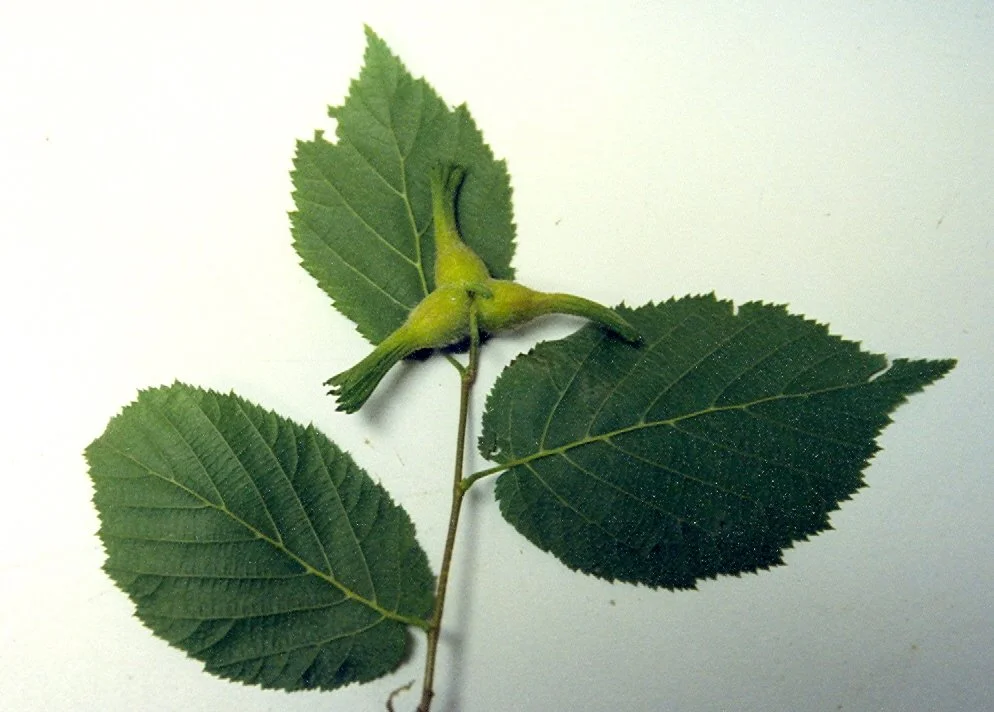 Beaked Hazelnut (Corylus cornuta) 9 Beaked hazelnut - Corylus cornuta