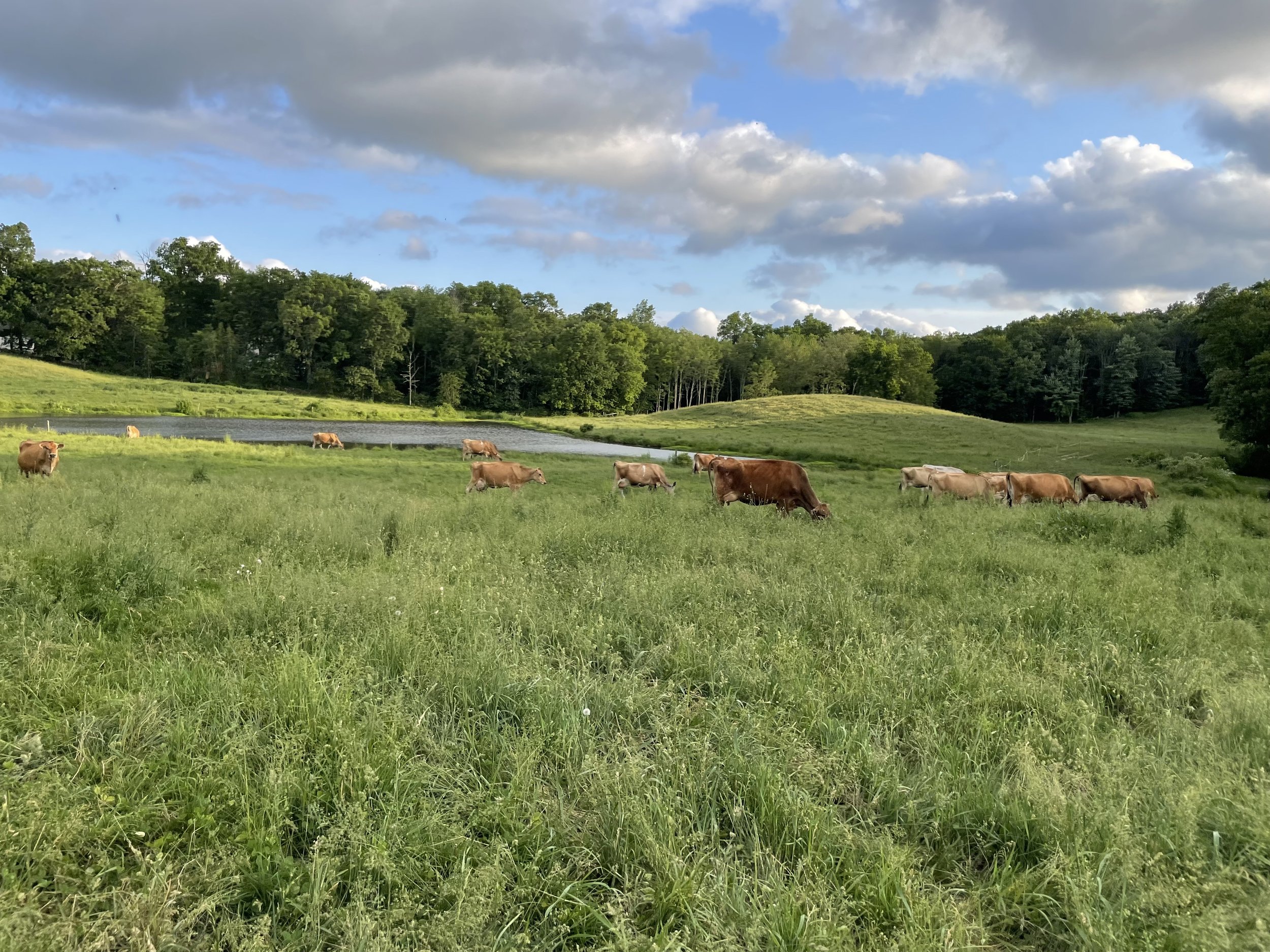 27. A Tribute to My Dad, The Dairy Farmer