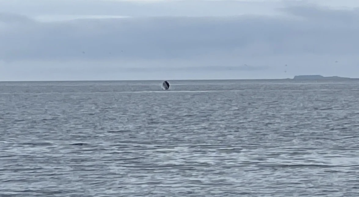 A whale breaching the water with its body partially out of the ocean, distant landmass on the horizon.
