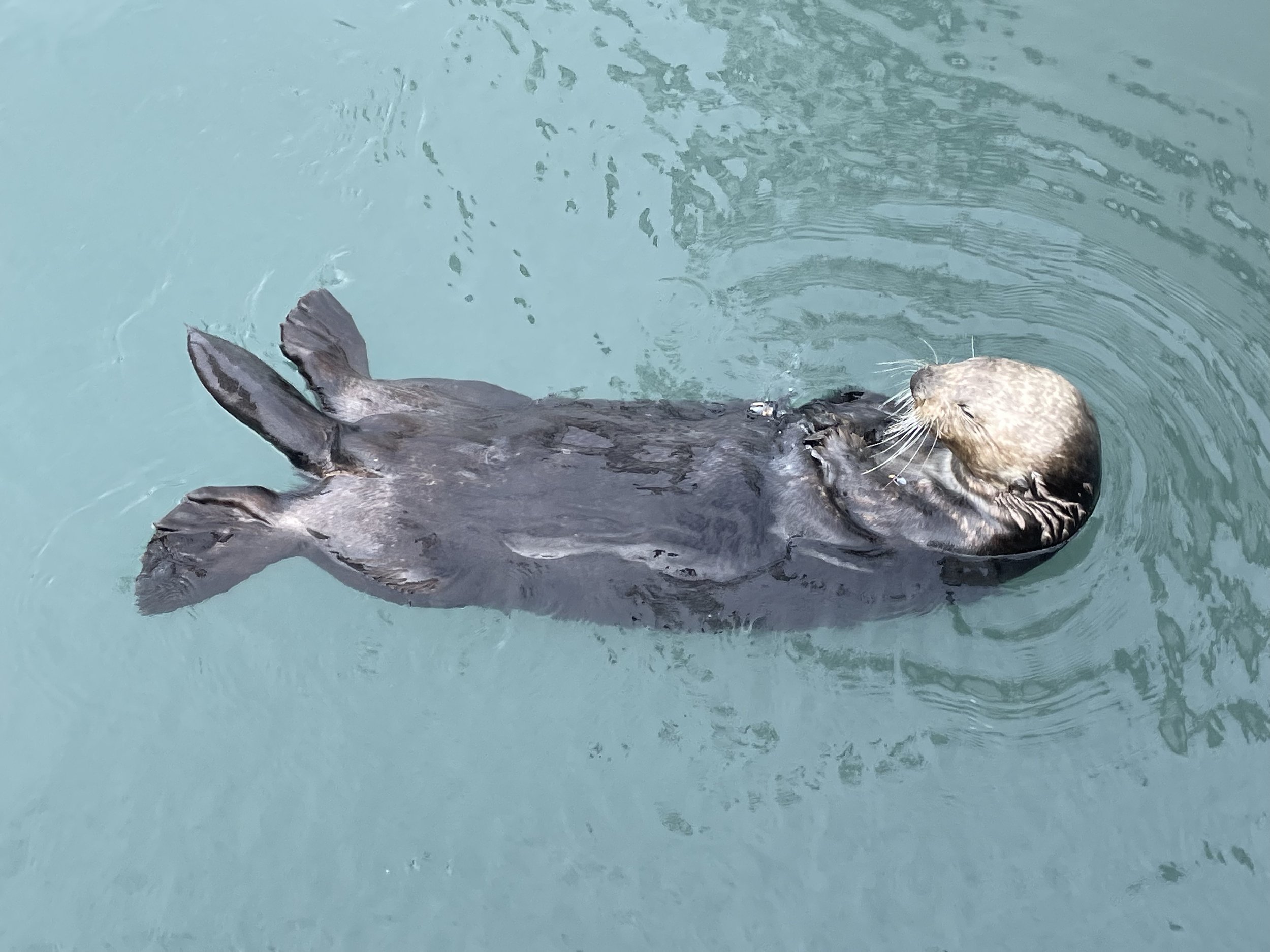 otter.jpg
