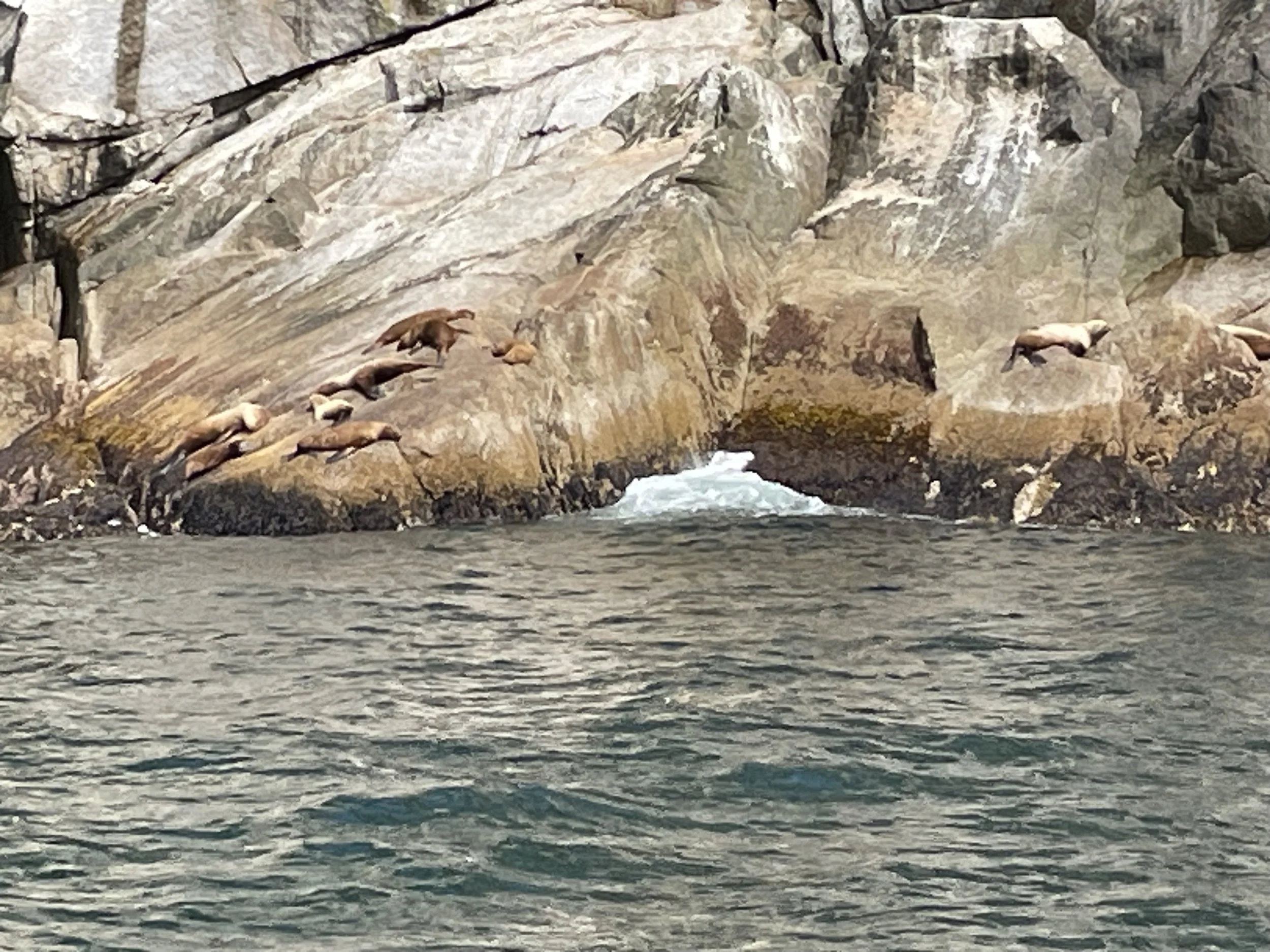 Seals resting on rocks near the water's edge in a rocky coastal area.