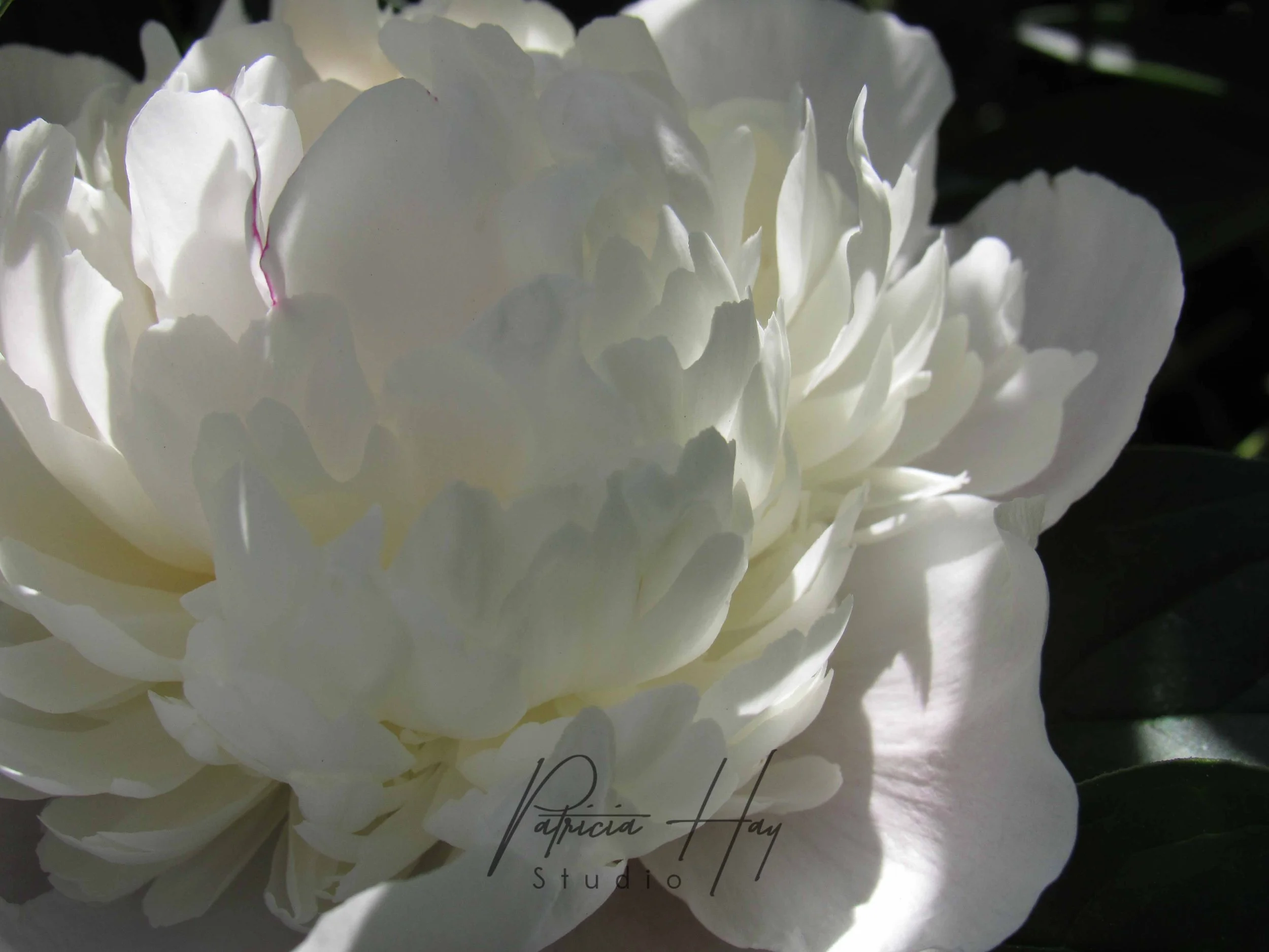 flower5.jpg