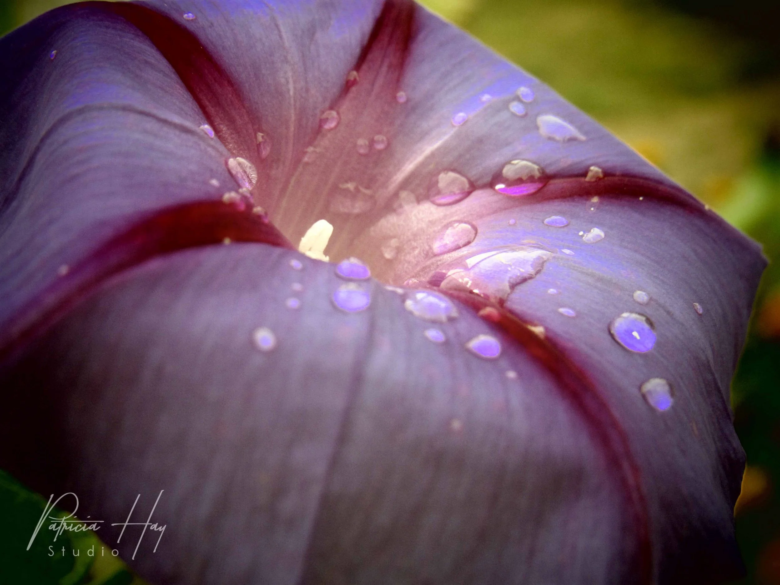 Flower 3.jpg