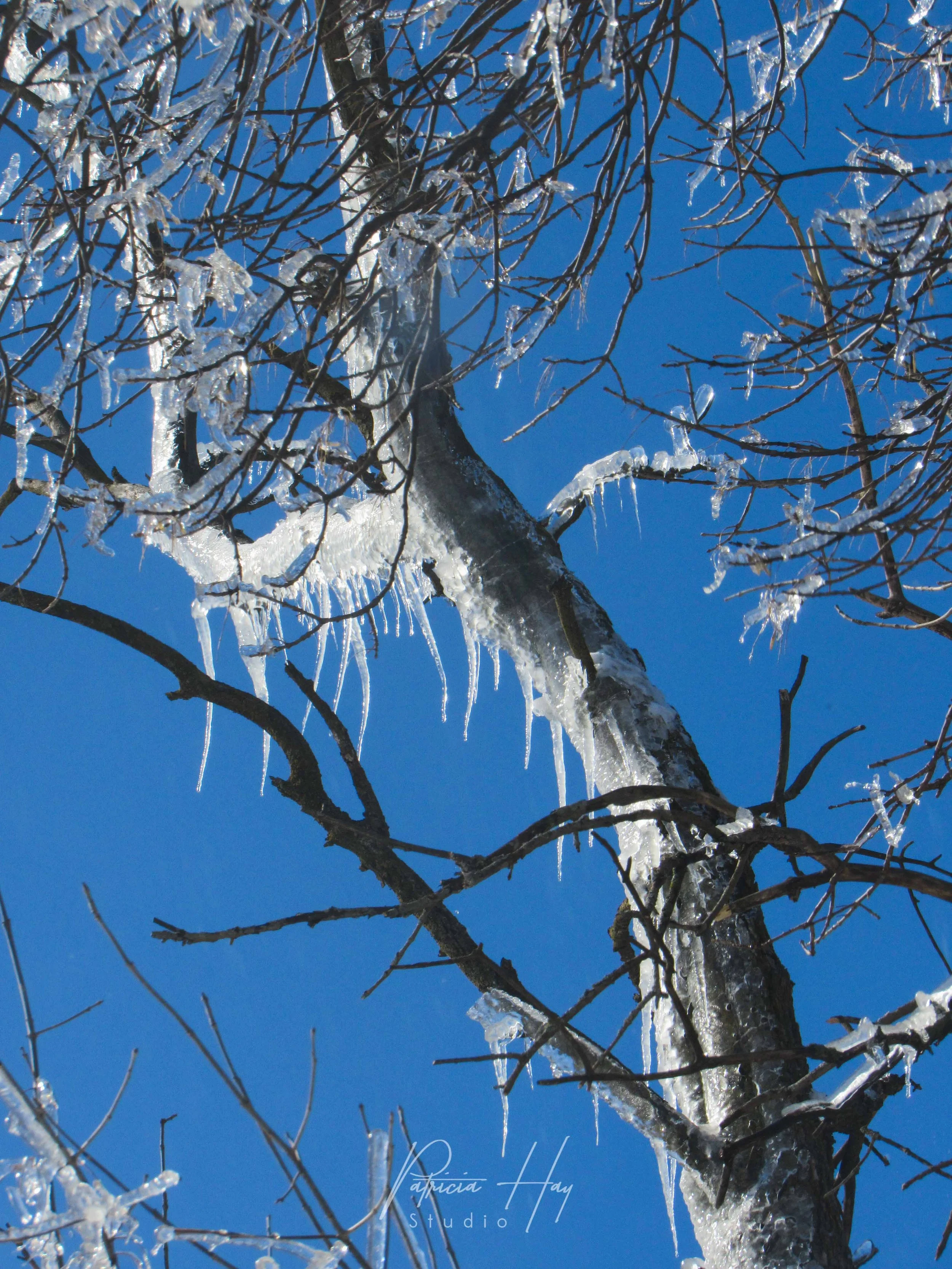 treewinter.jpg