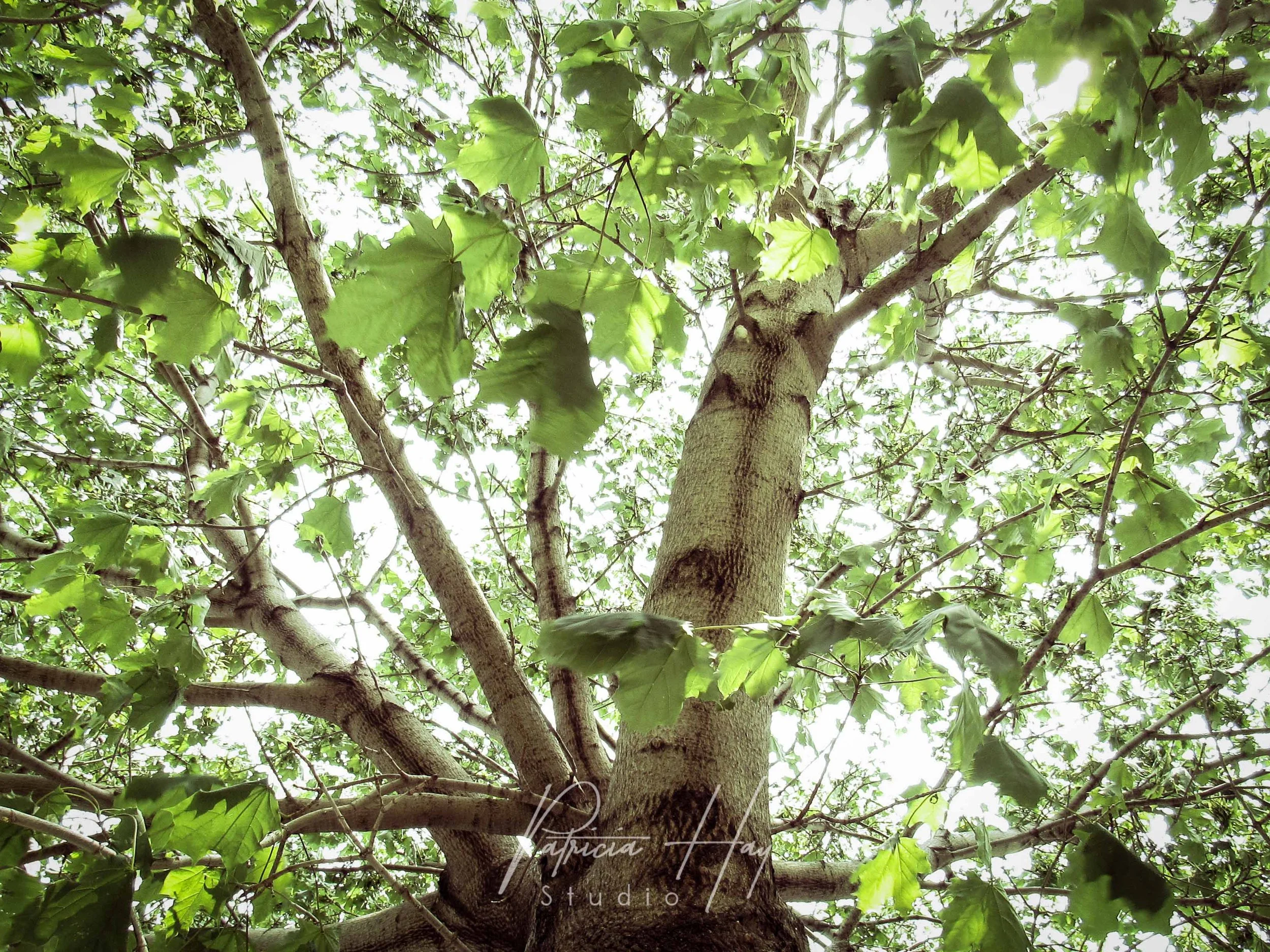 IMG_5608 copy.jpg