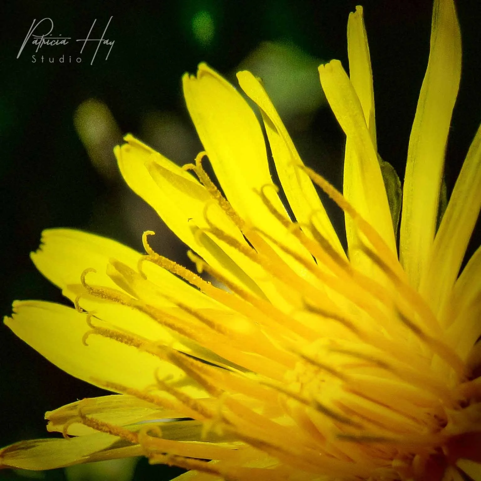 dandalion5_2021.jpg