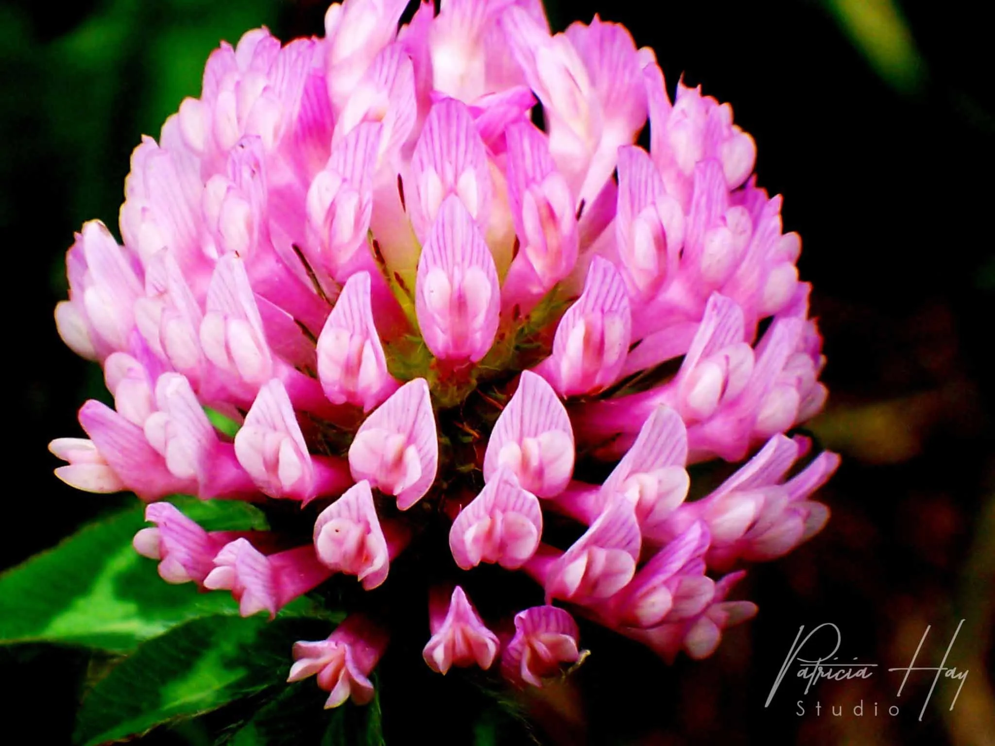 Flower 1.jpg
