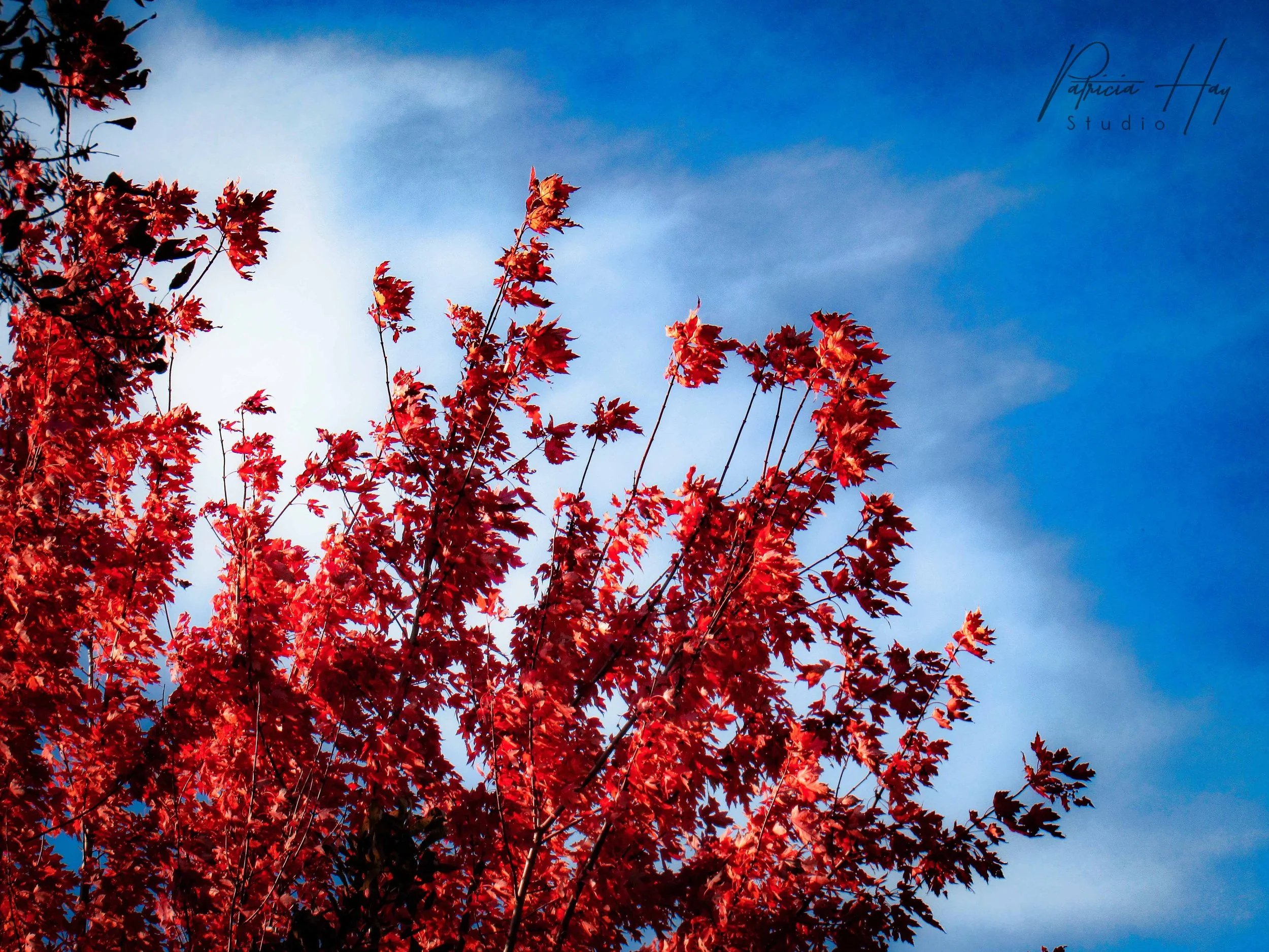 IMG_1873 copy.jpg