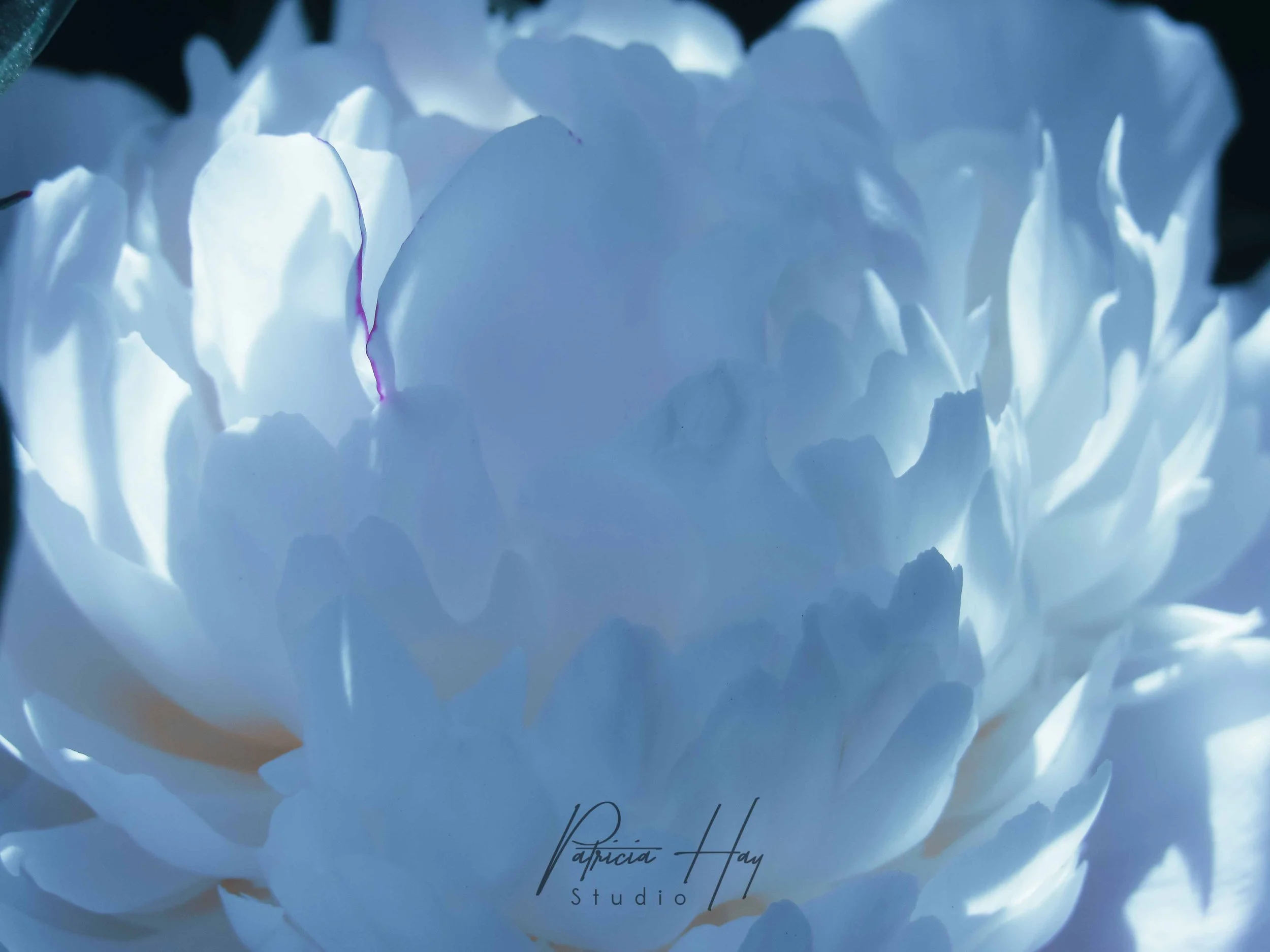 Peony 1.jpg