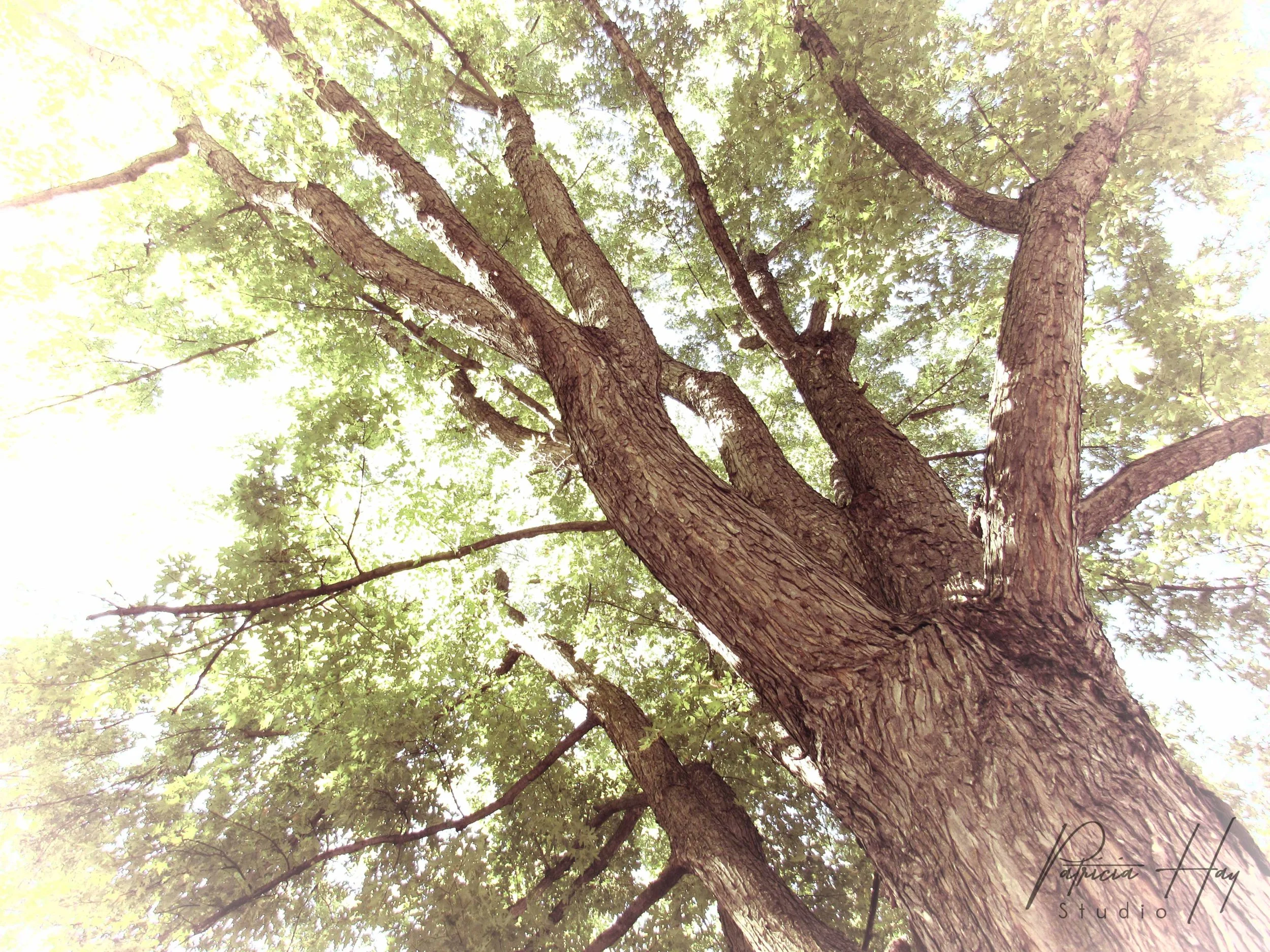 Tree of Life.jpg
