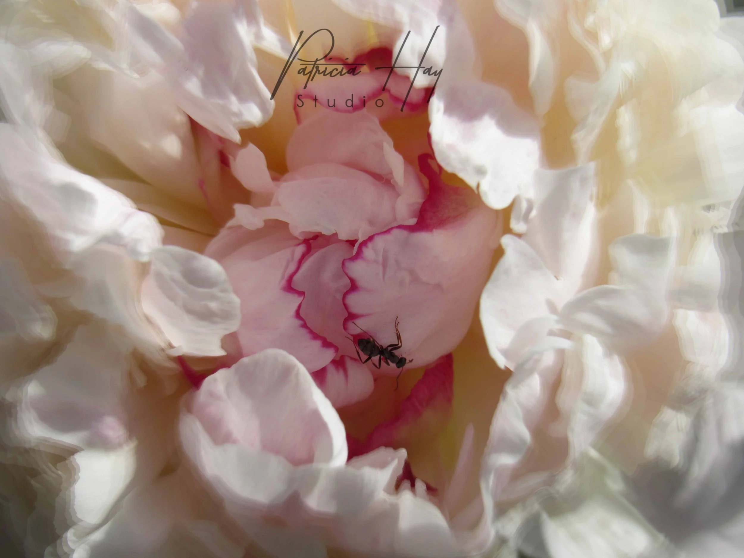 flower6.jpg