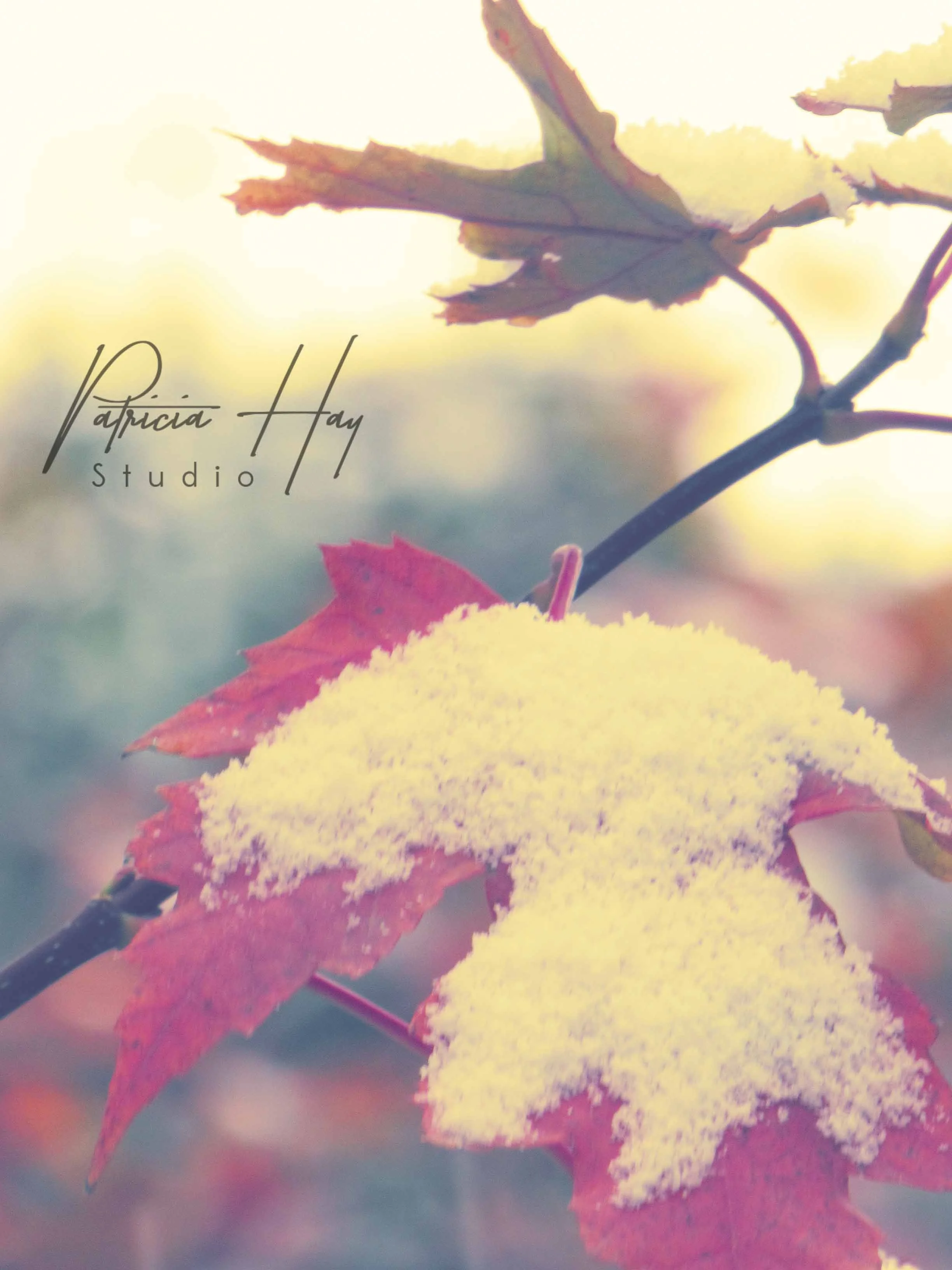 First Snow.jpg